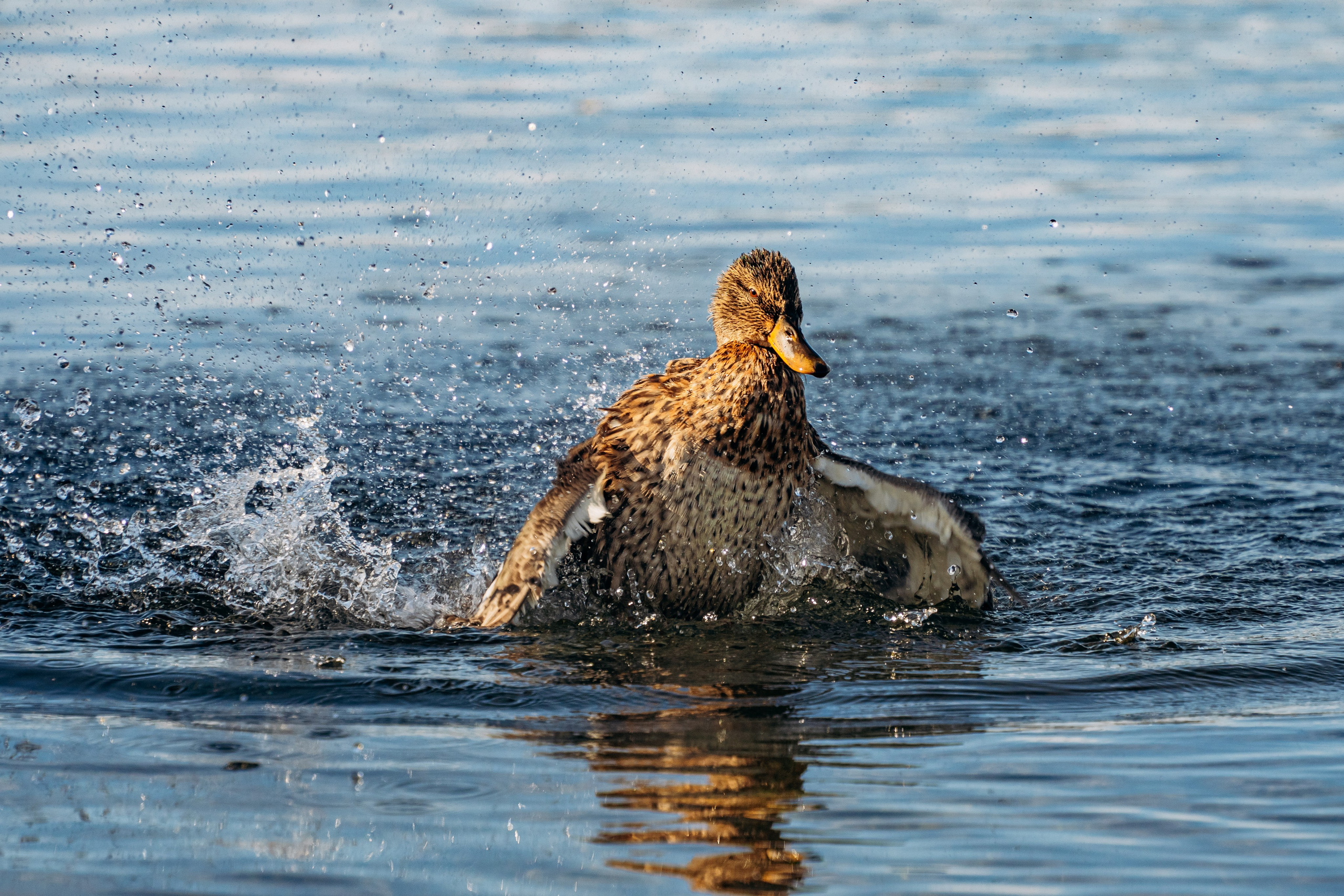 СЕВЕР. Event фотограф Степанова Александра