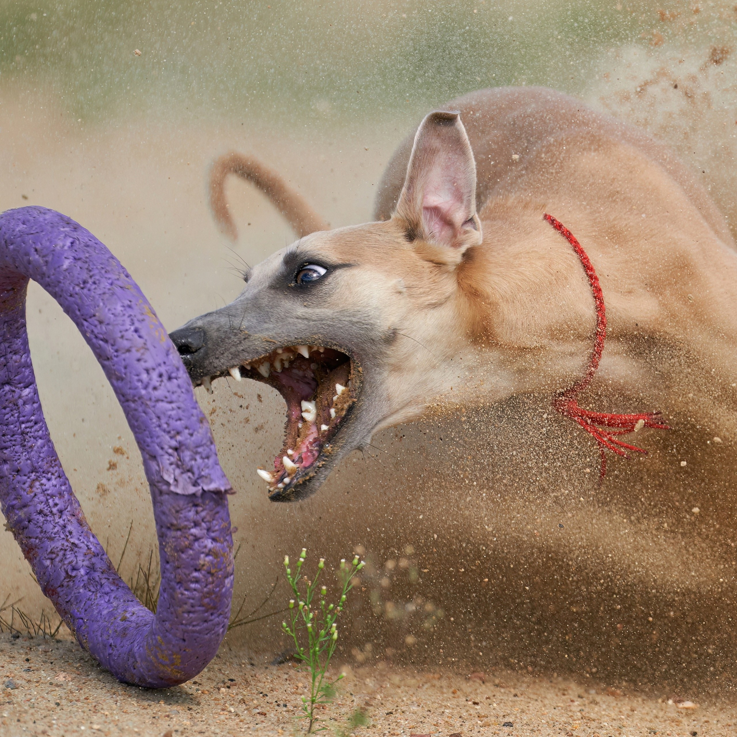 Фотосессии. Фотограф-анималист Михаил Манухин