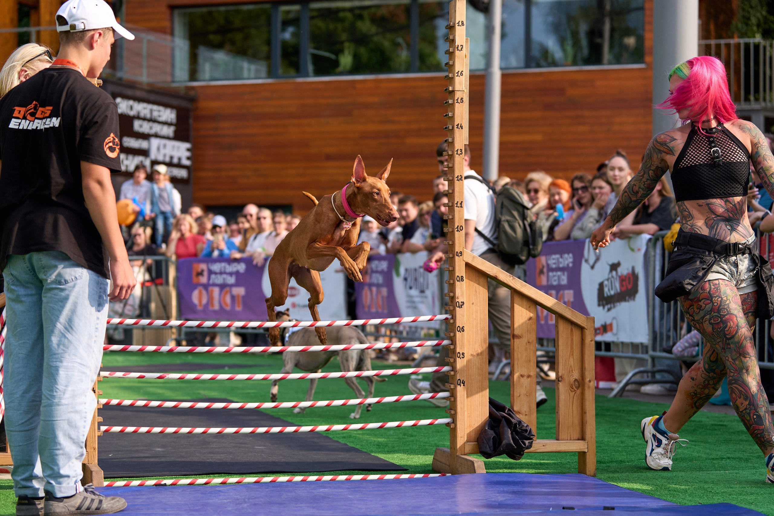 4 лапы Фест. Многоборье. Фотограф-анималист Михаил Манухин