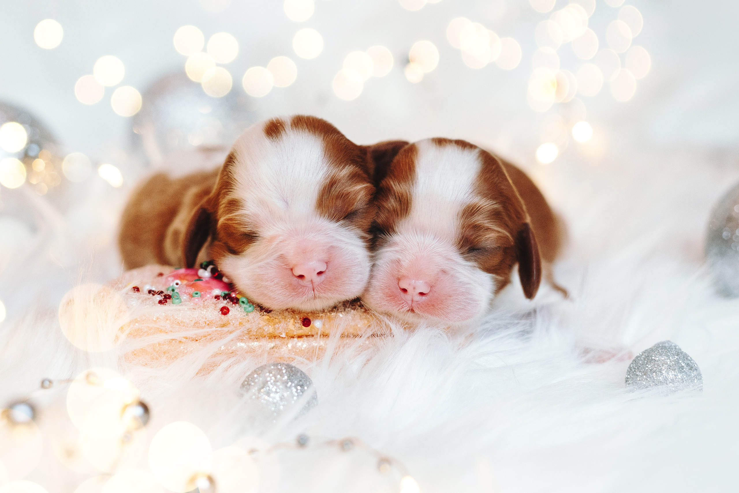 ККЧС. Фотограф анималист Осипчикова Мария