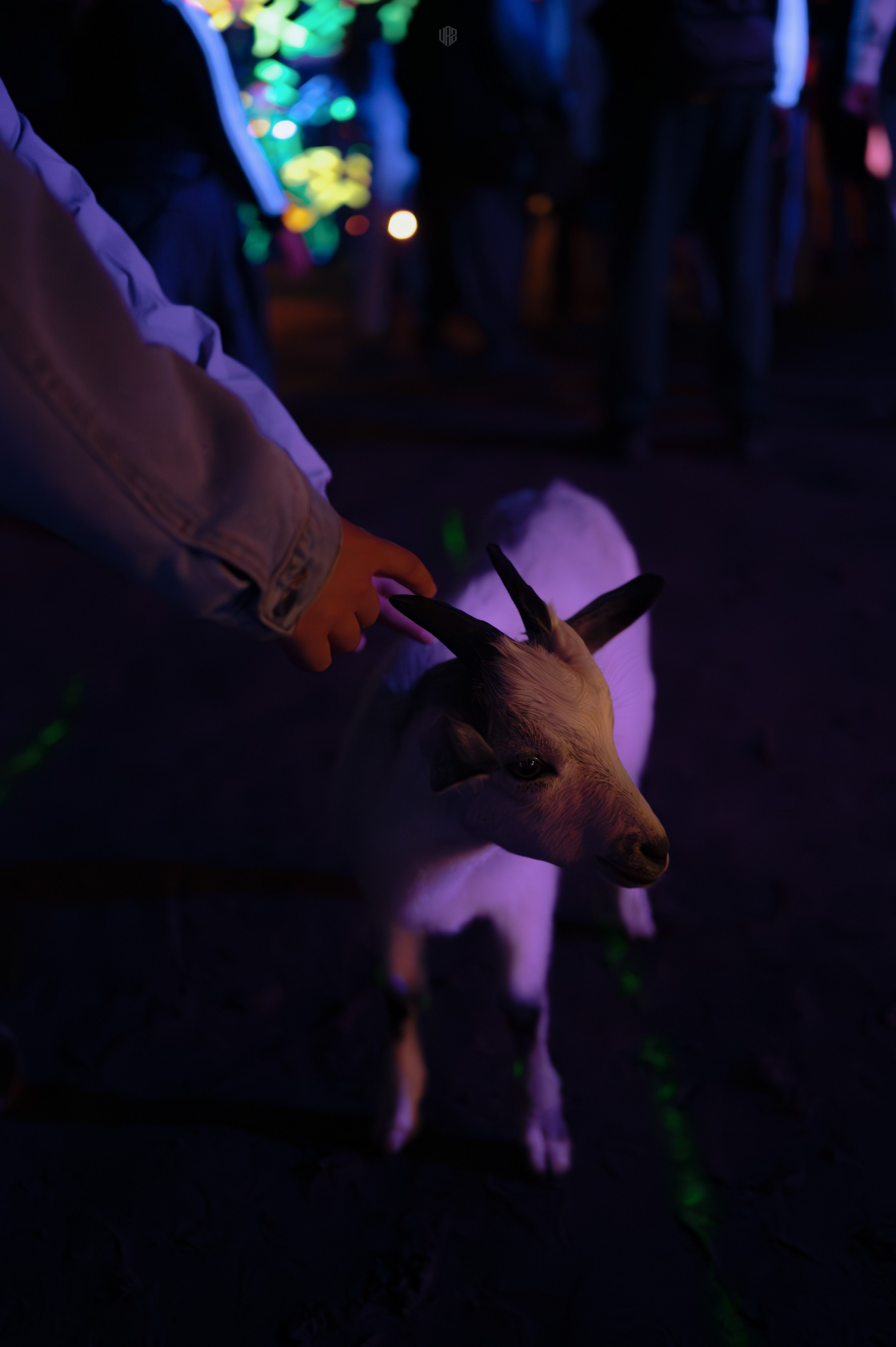 METADREAMS 2024. Контент фотограф Илья Урс