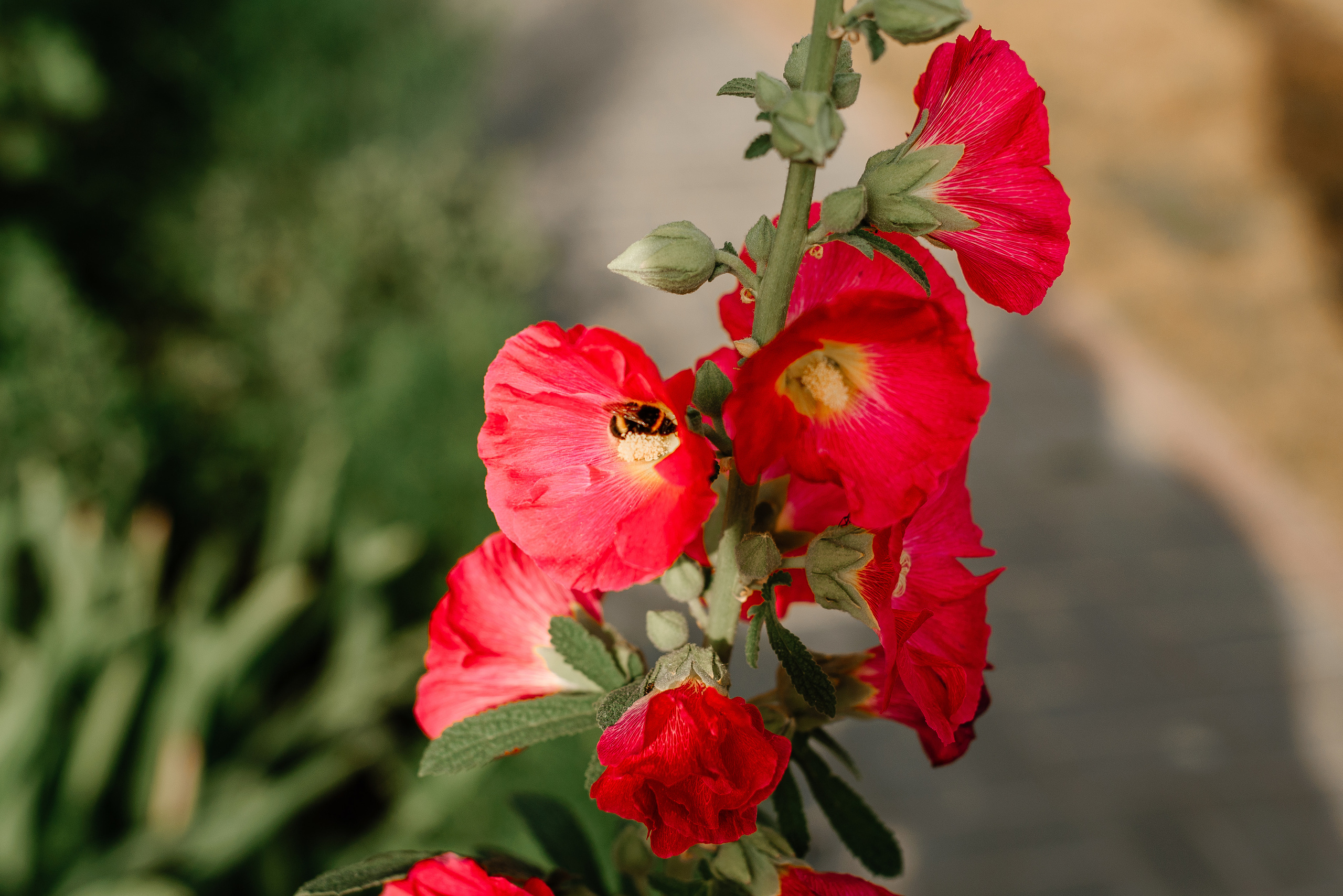 Pavel&Ekaterina. 17 July 2021. Свадебный фотограф в Минске и Жлобине Светлана Карпович