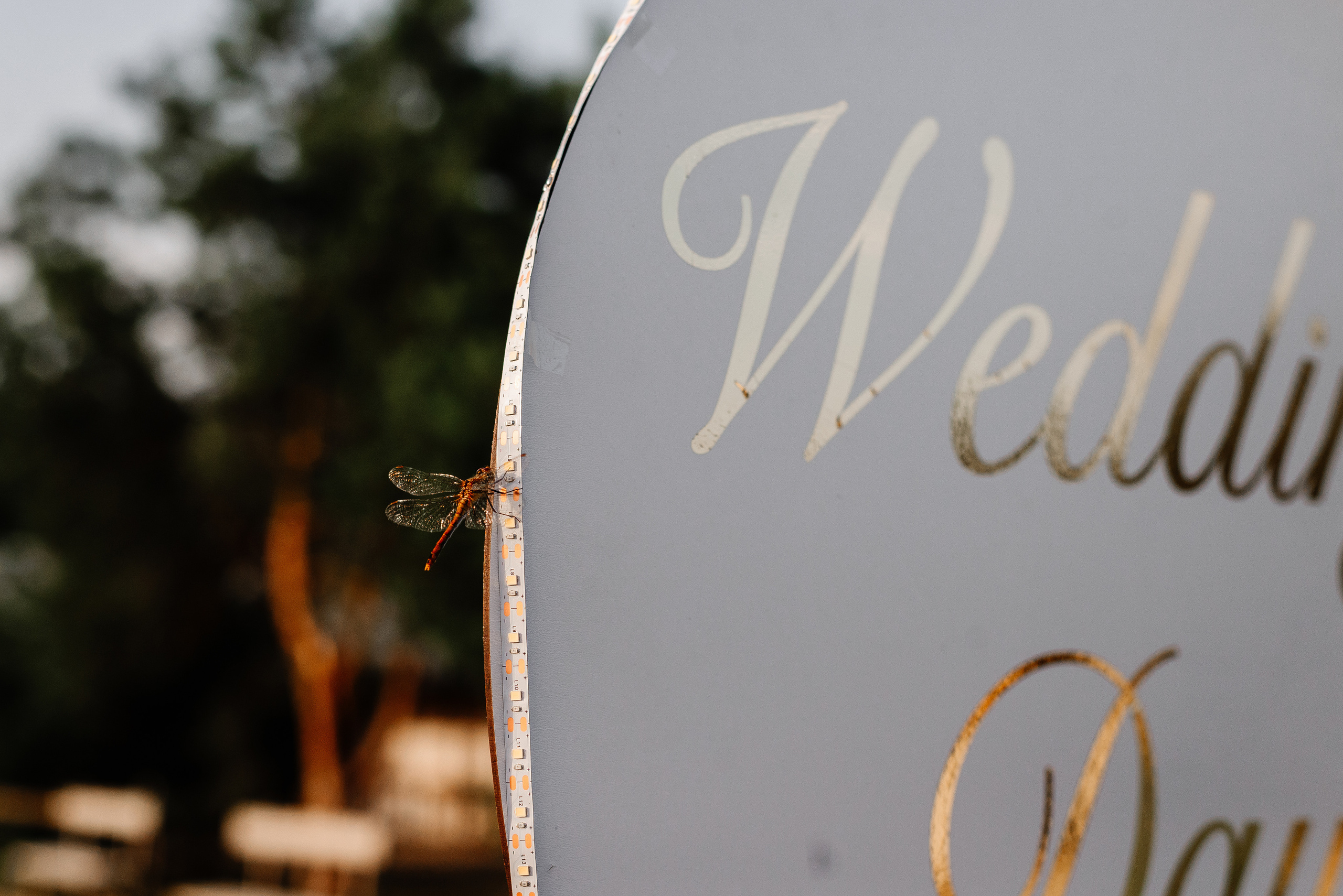 Pavel&Ekaterina. 17 July 2021. Свадебный фотограф в Минске и Жлобине Светлана Карпович