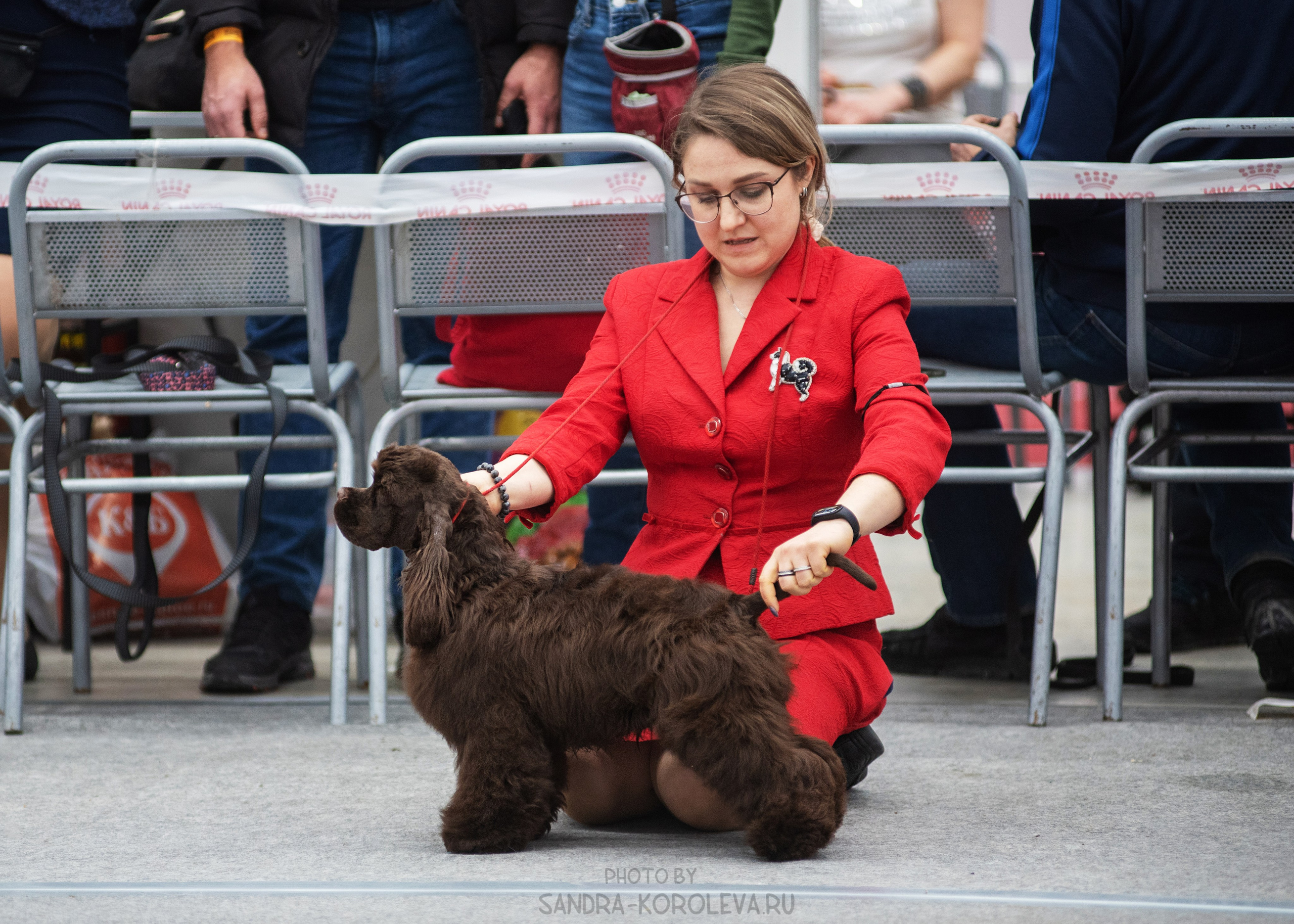 Выставка собак тюмень 14.01.2023. Дог-фотограф в Тюмени Александра Королева
