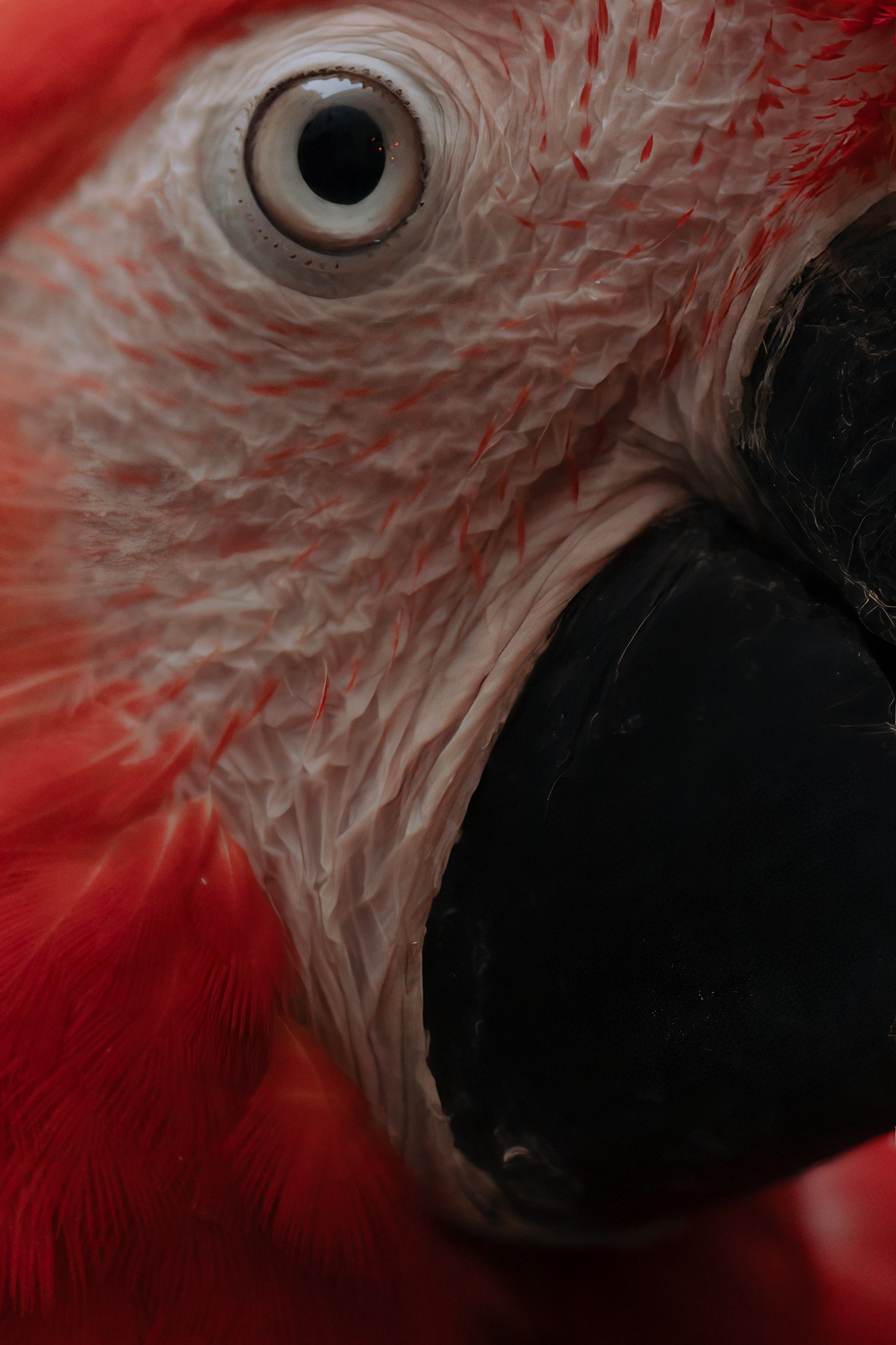 Адище города. Портретный и репортажный фотограф в Санкт-Петербурге Максим Пашков