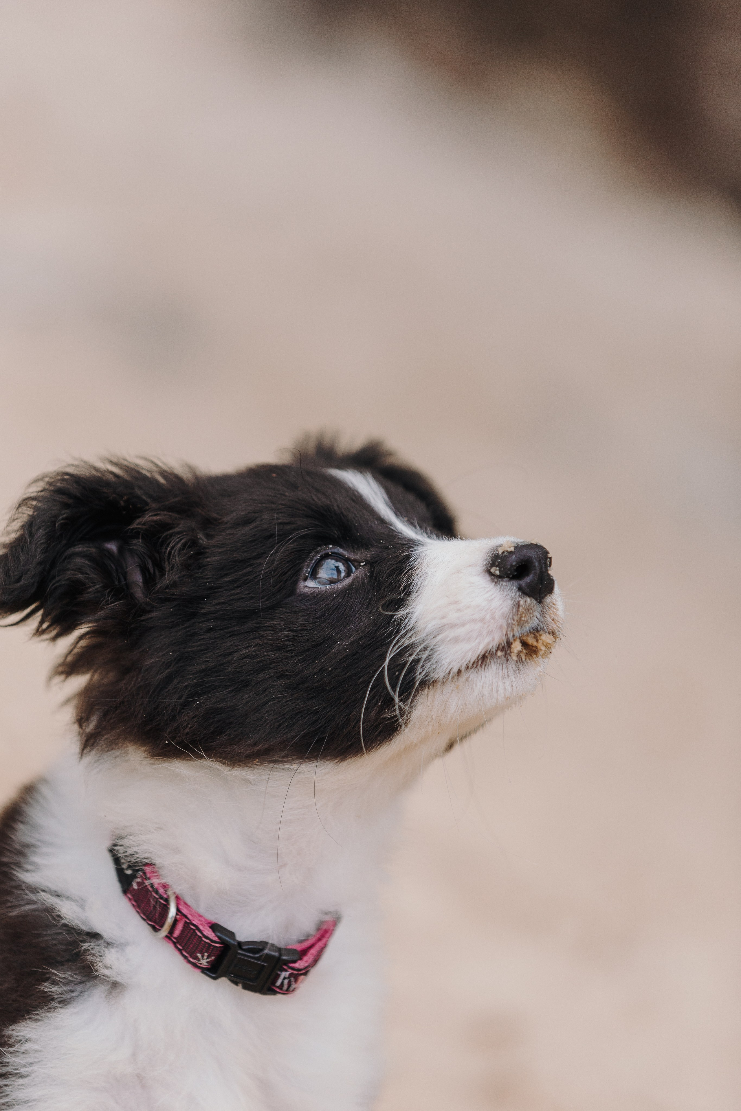 Краски холи. Фотограф анималист Кристина Карпова, Москва