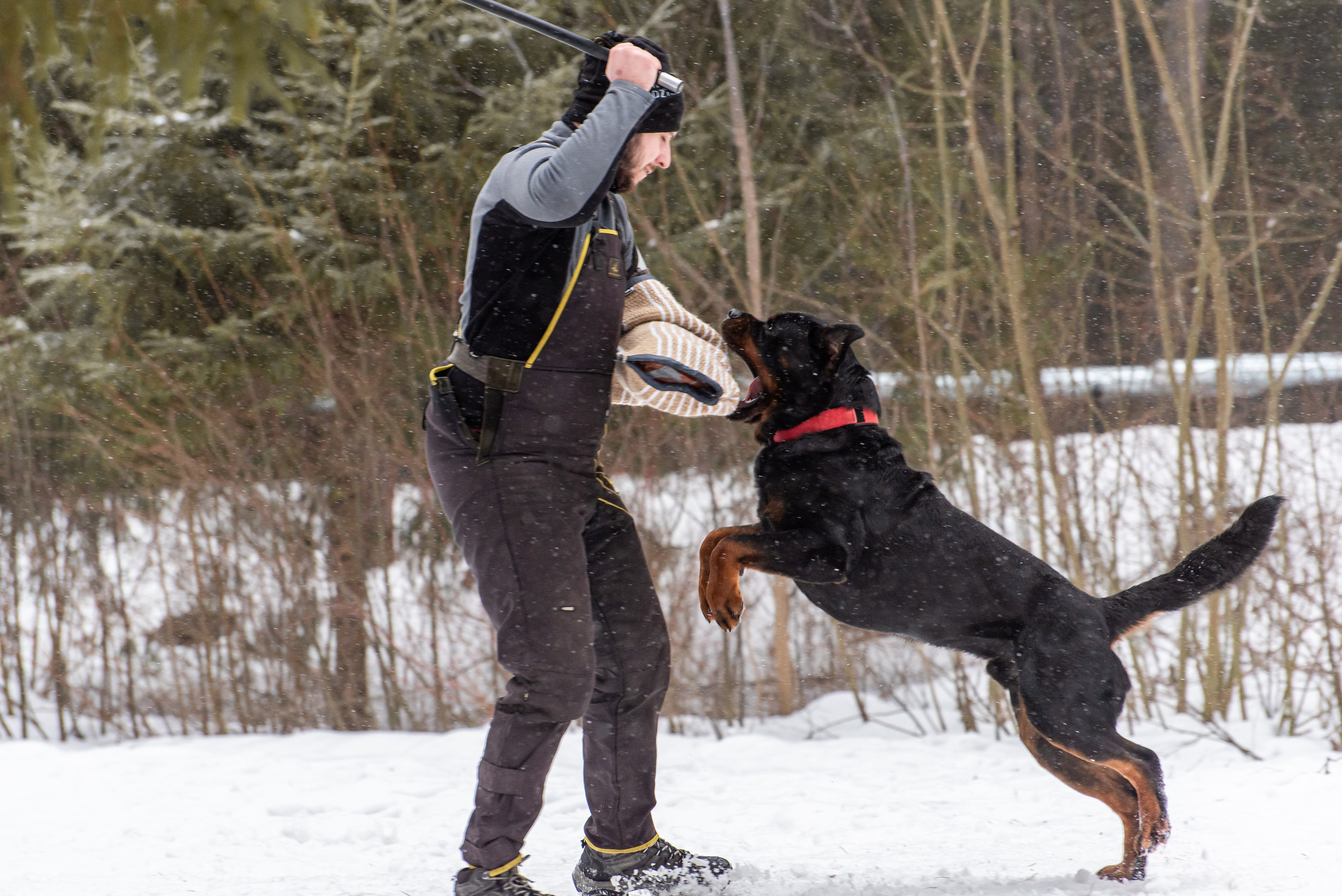 Фотосъёмка с собаками в Кинологическом лагере. Фотограф Макс Огурцов в Нижнем Новгороде