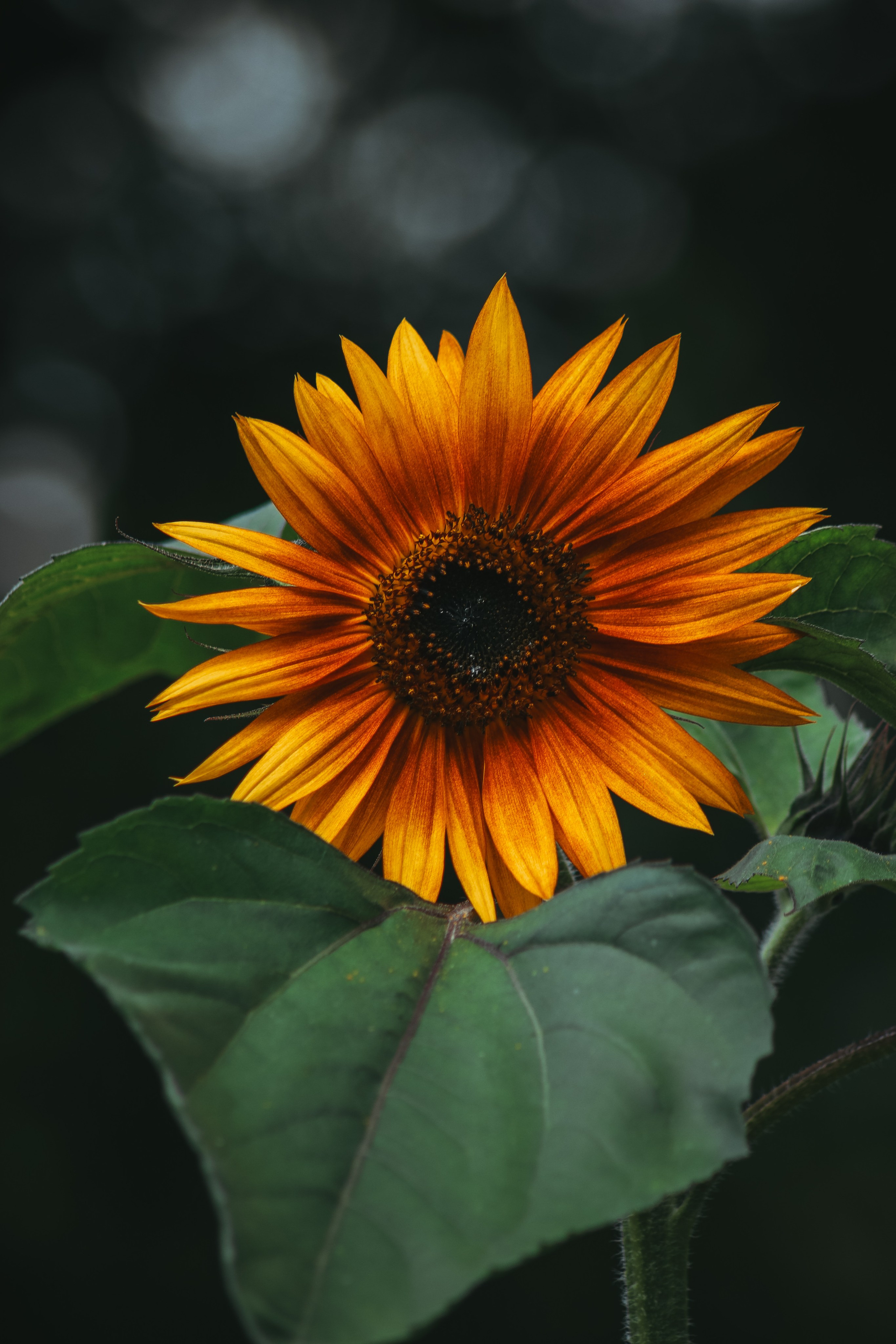 Р А С Т Е Н И Я. — Digital Noise —