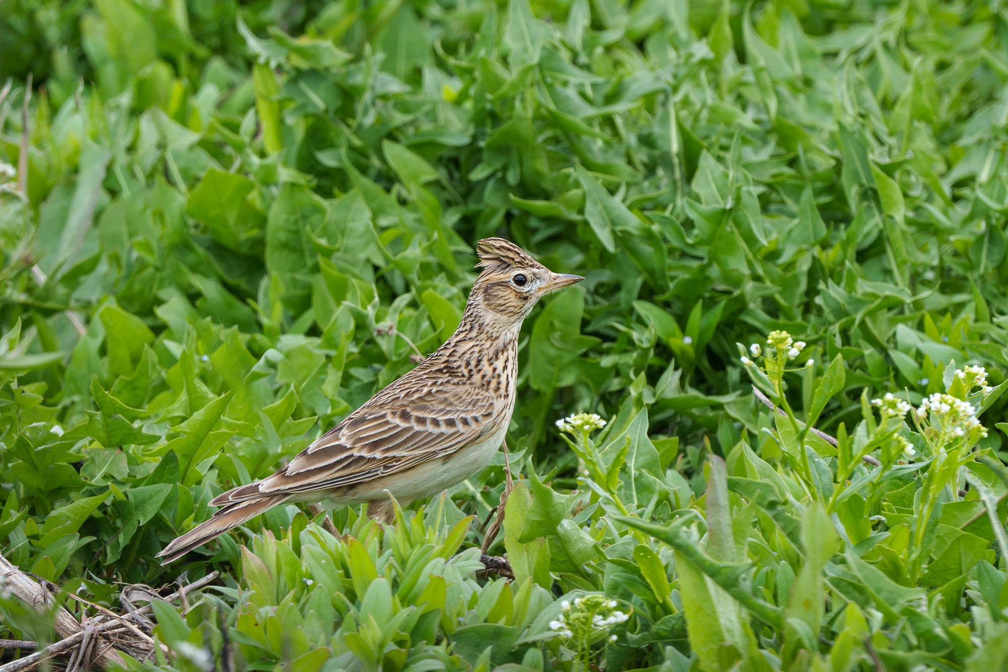 Удивительные мир птиц. Вокруг нас столько прекрасного — присмотритесь!. Ваш личный фотограф Марина Волкова