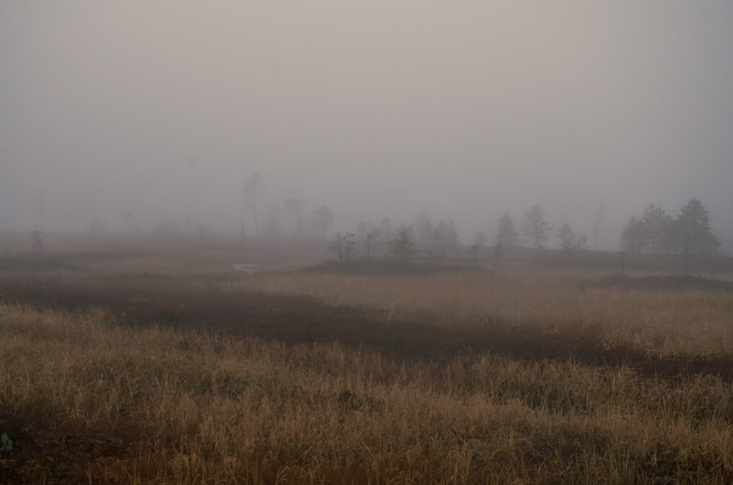 Тайга. Фотография — это миг, который фиксирует вечность