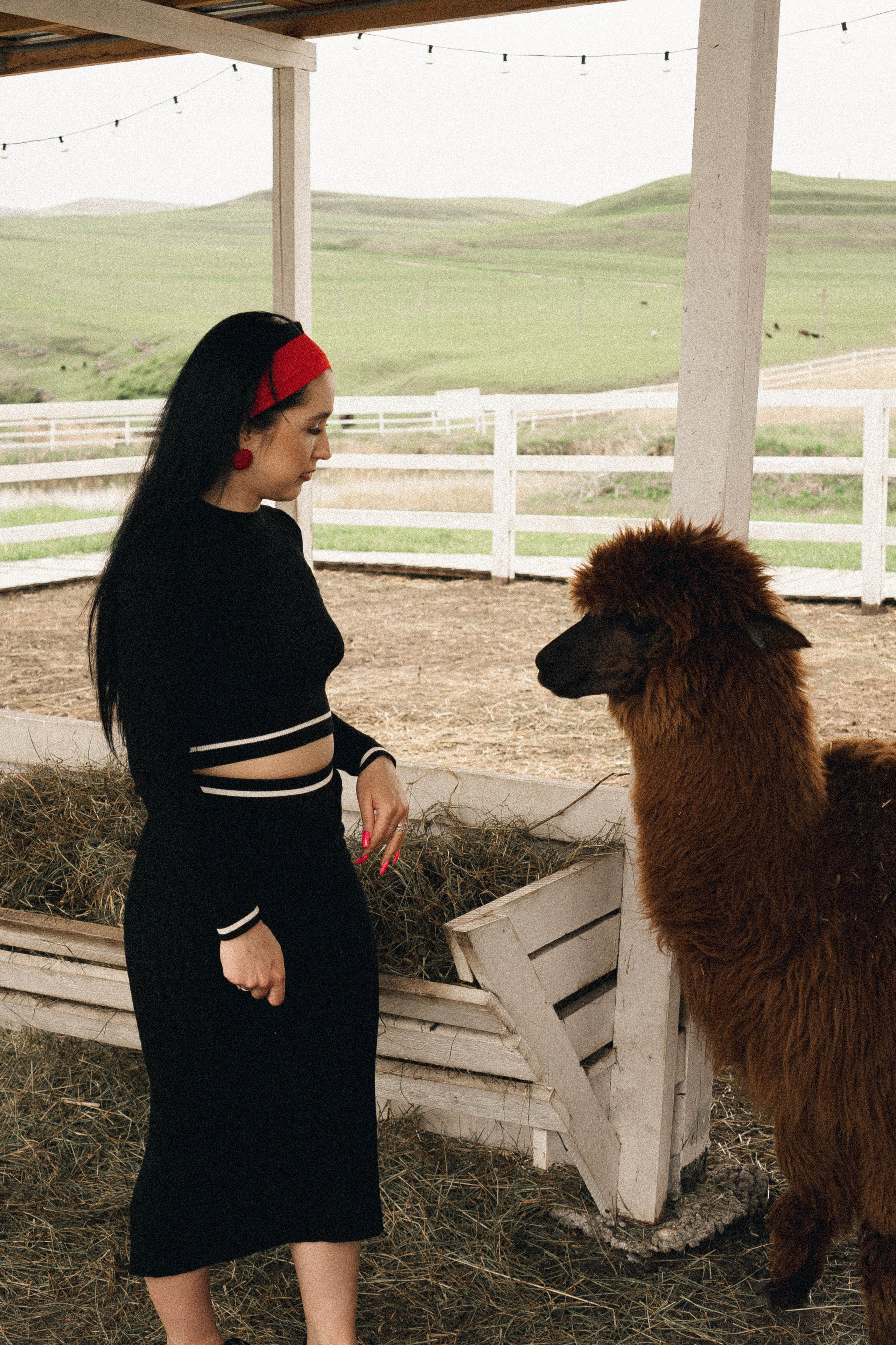 Ферма Альпак. Профессиональный фотограф, Санкт-Петербург — Виктория Богомолова