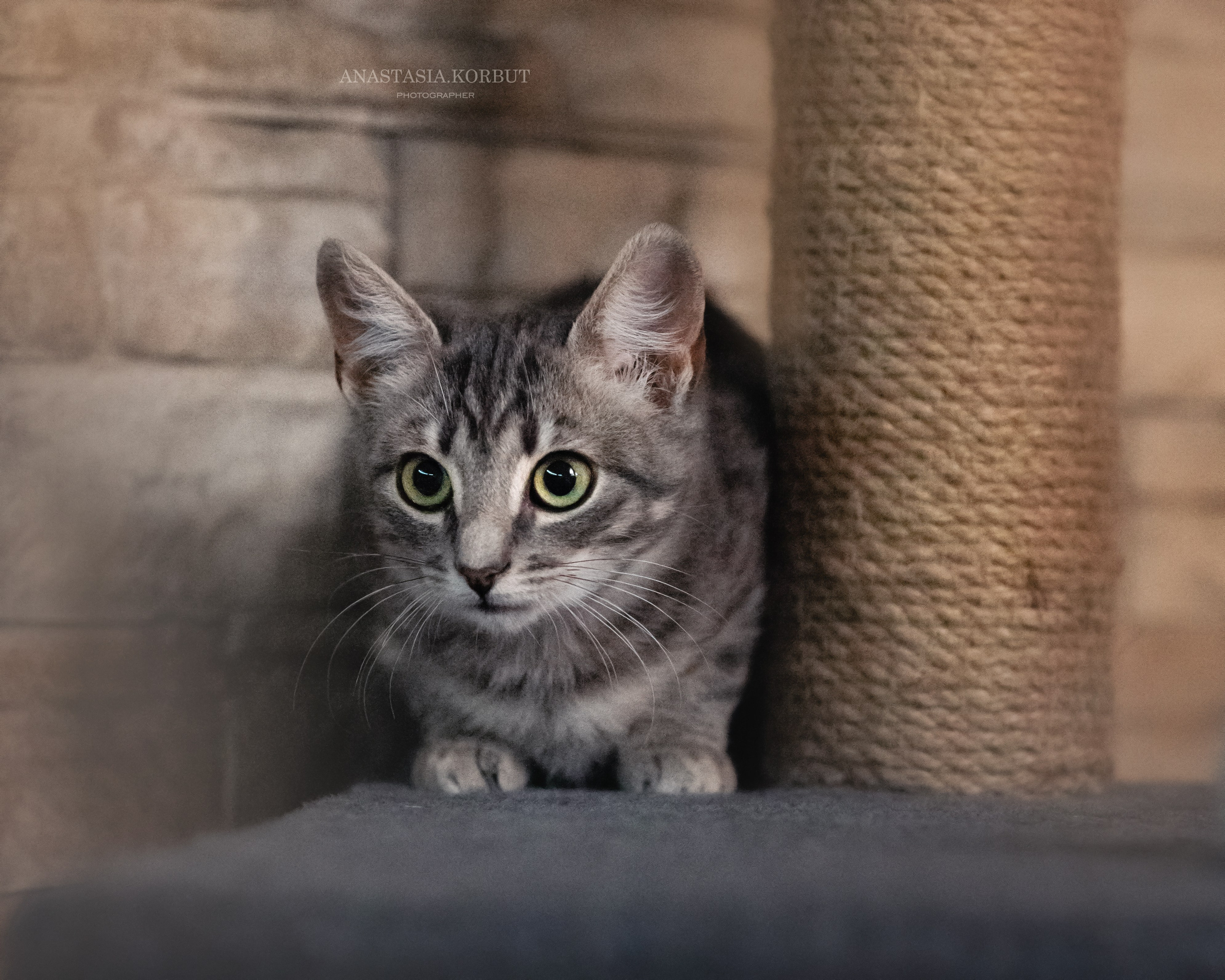 Котята в добрые руки. Арт фотограф в Минске Анастасия Корбут