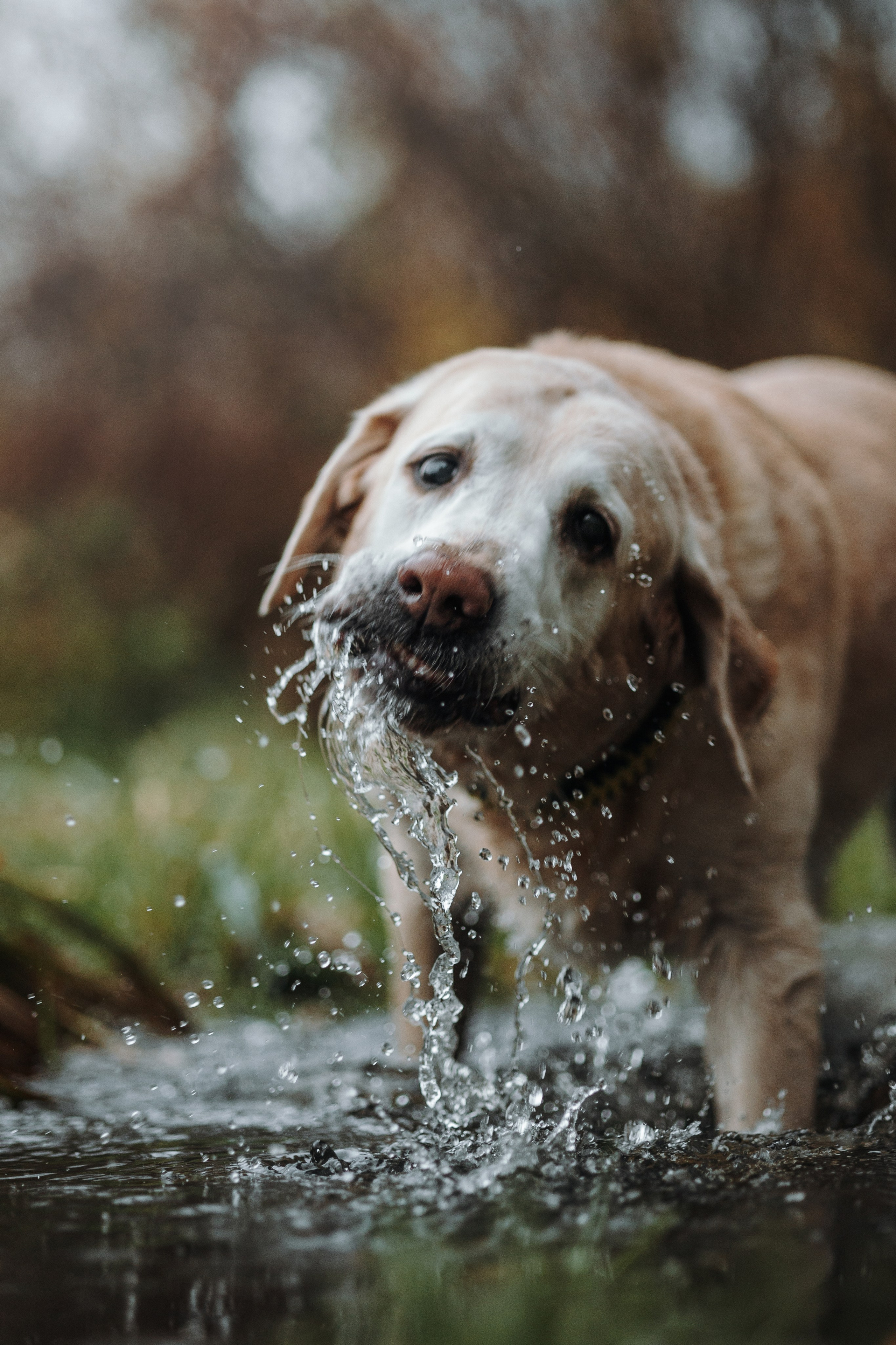 Оксана и Барон. Фотограф — Анималист | Санкт-Петербург