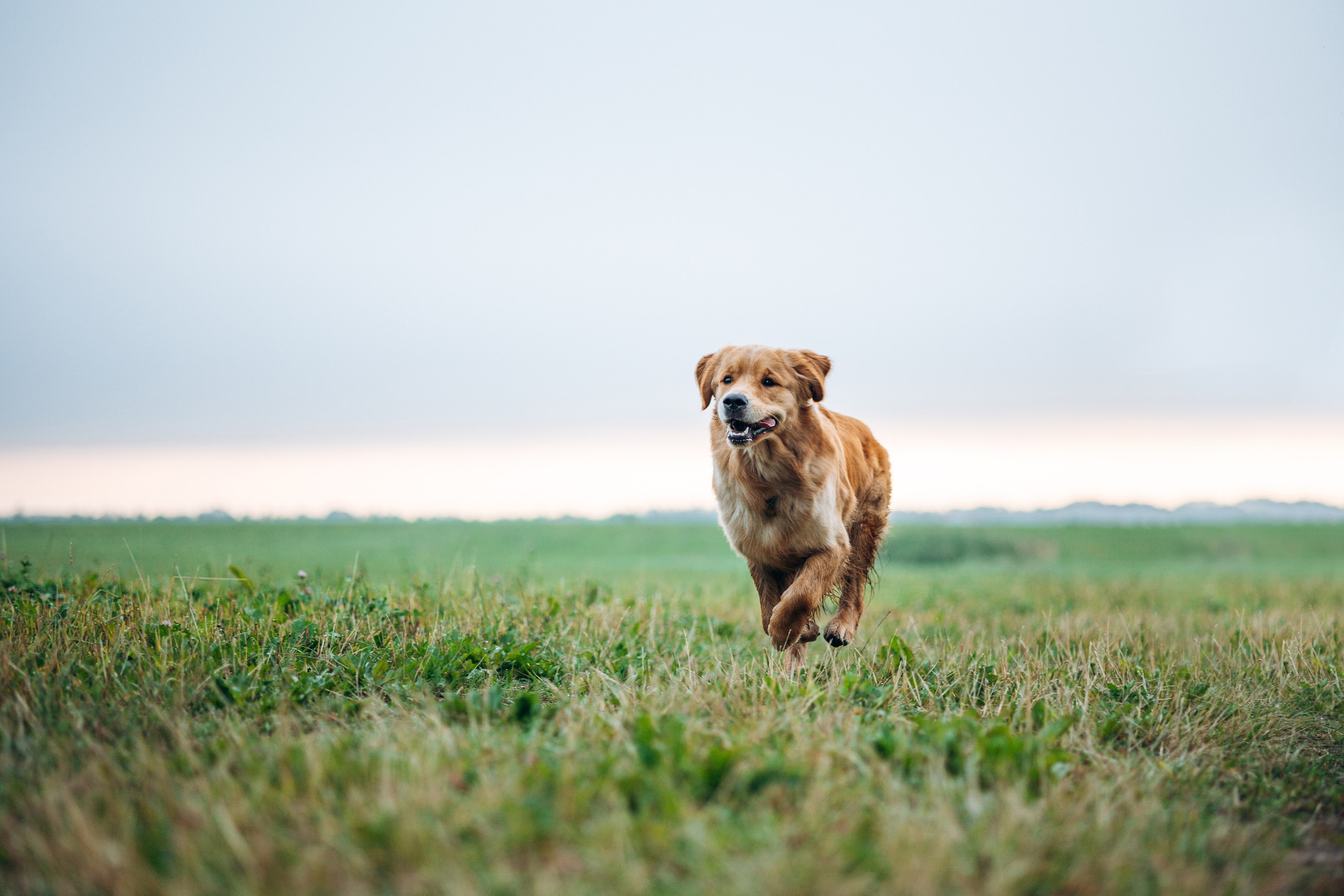 Аня и Ноллан. Фотограф — Анималист | Санкт-Петербург
