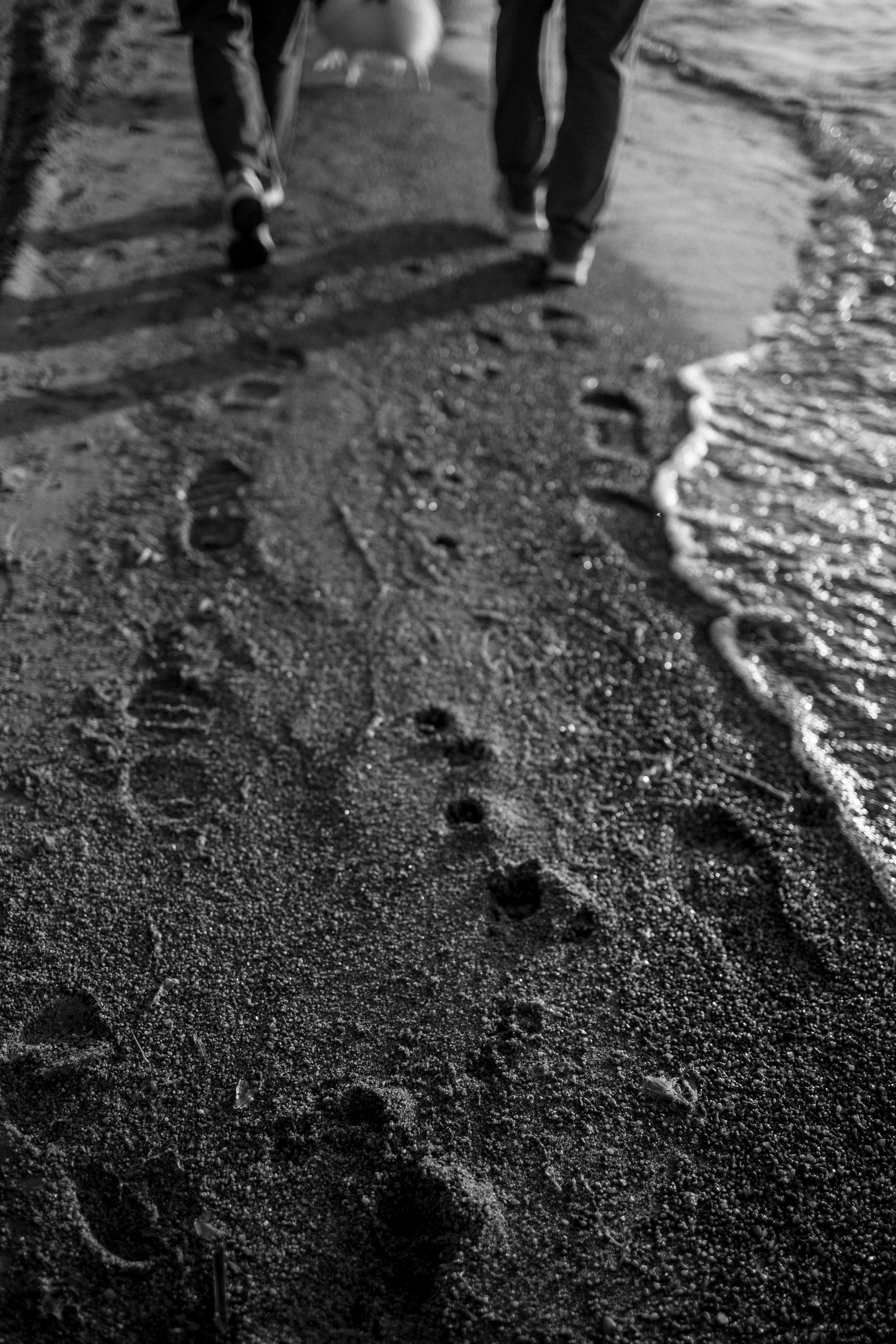 Диана и ее мальчики. Фотограф — Анималист | Санкт-Петербург