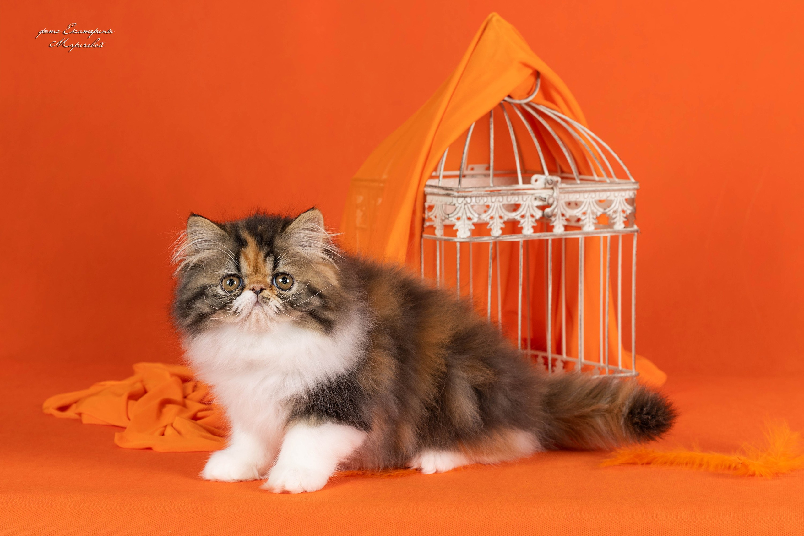 Галерея котят. Фотограф-анималист в Омске Екатерина Маричева