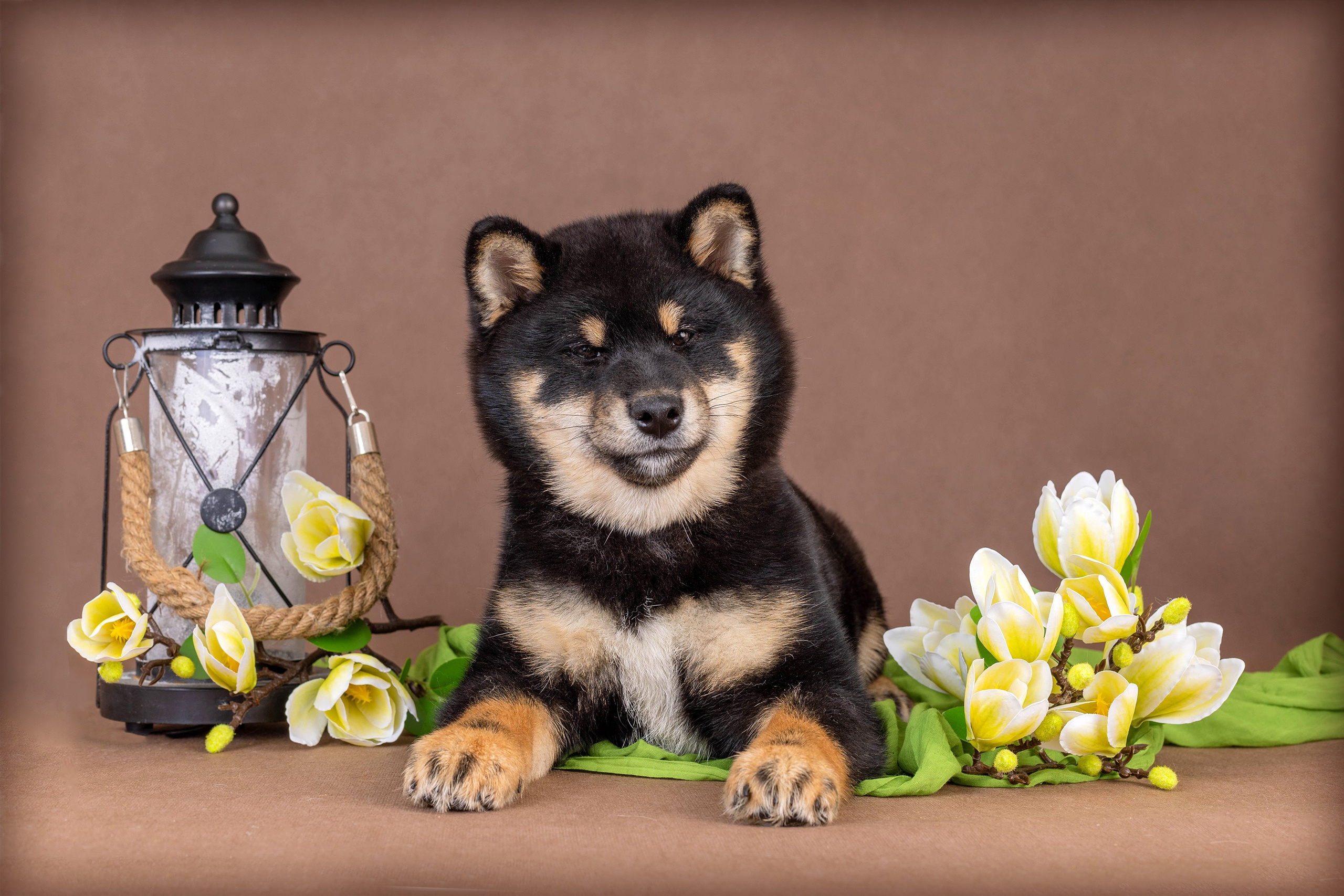 Галерея щенков. Фотограф-анималист в Омске Екатерина Маричева