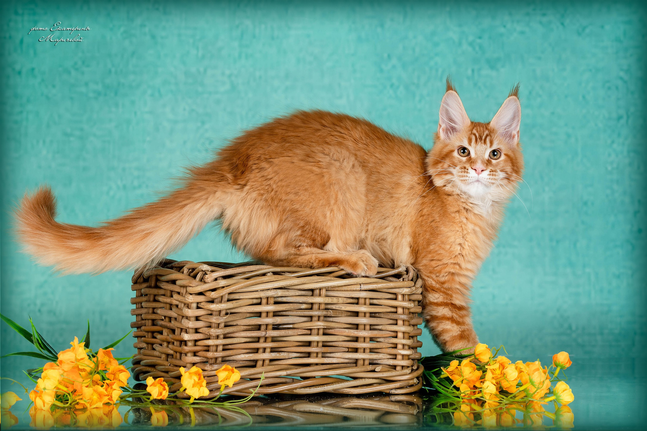 Стендовая съёмка на выставках кошек. Фотограф-анималист в Омске Екатерина Маричева