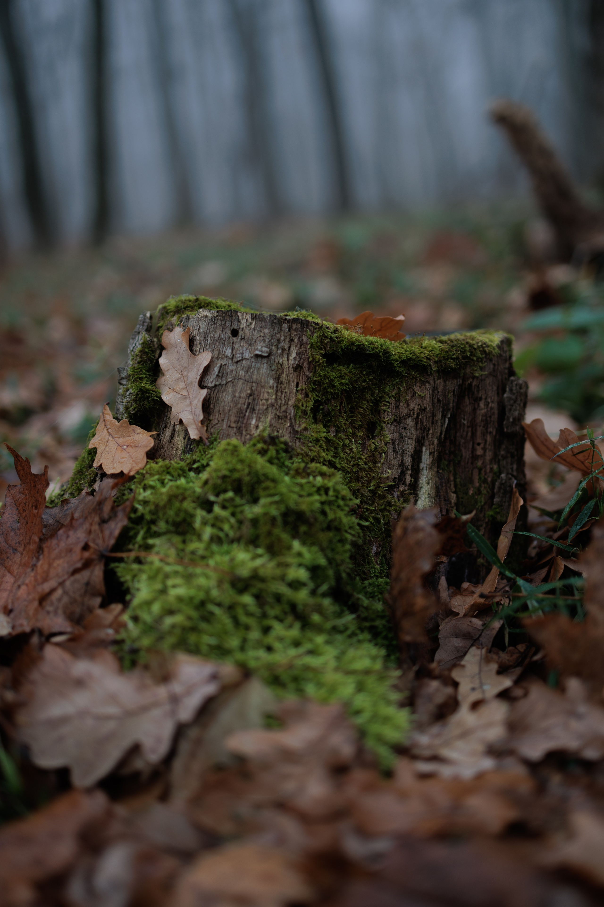 В туманном лесу. Семейный фотограф в Белгороде