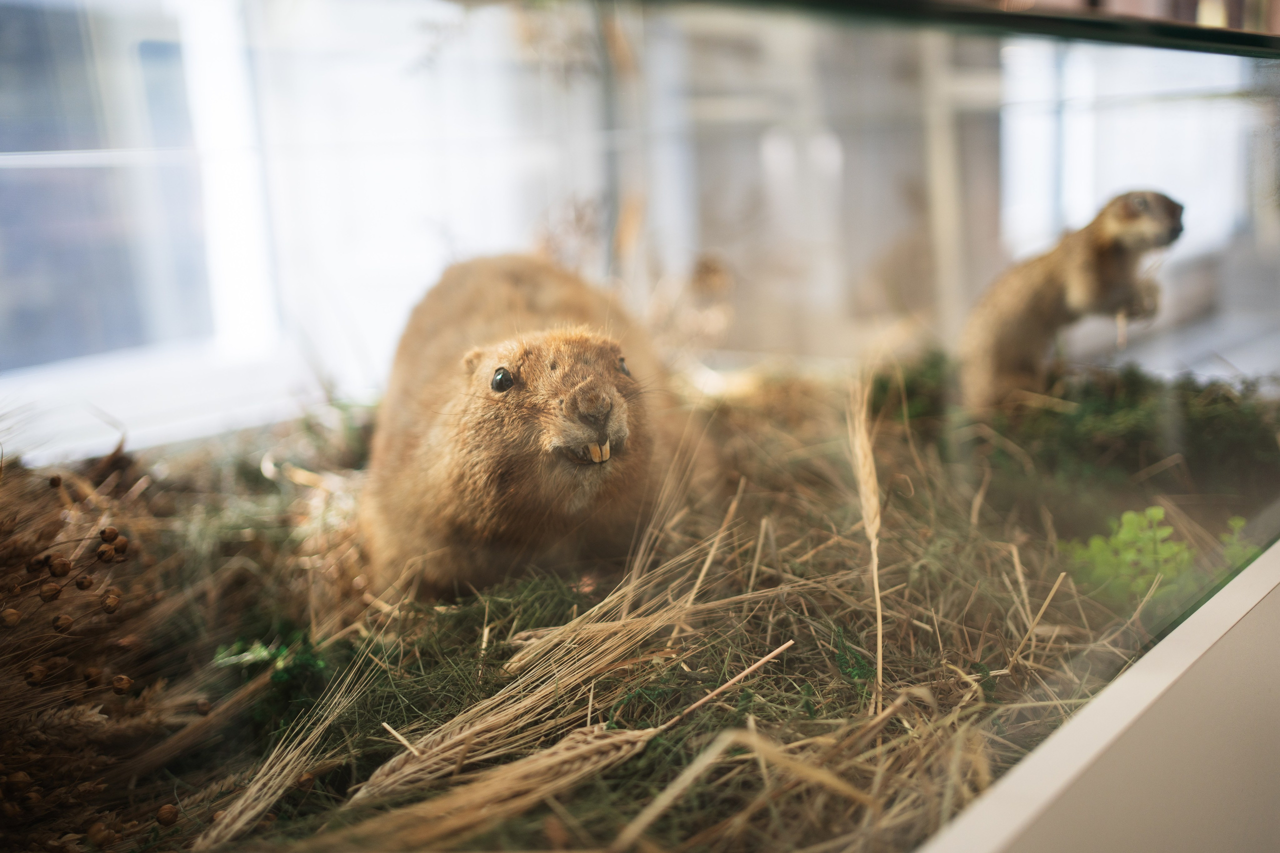Ночь музеев 2024. Фотограф на любое событие в Кемерово