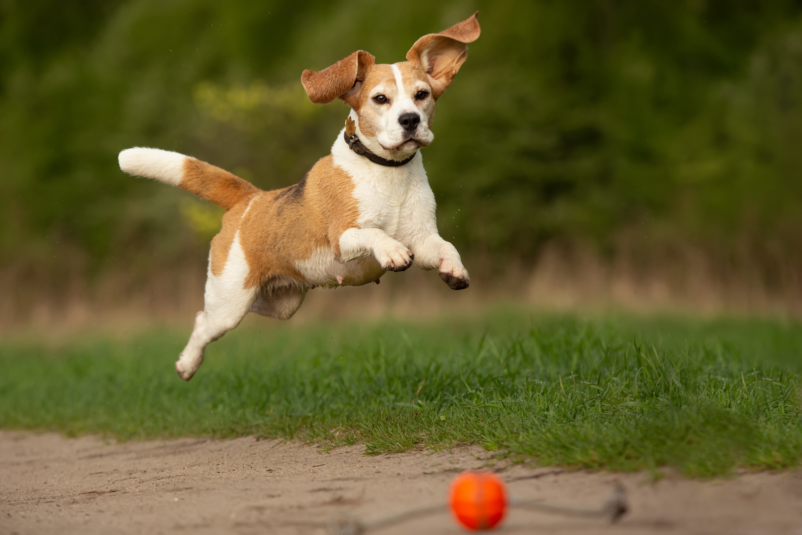 Бигли питомника КрисМэлл. Фотограф-анималист Natalia Deingel | Фотосъемка собак в Москве