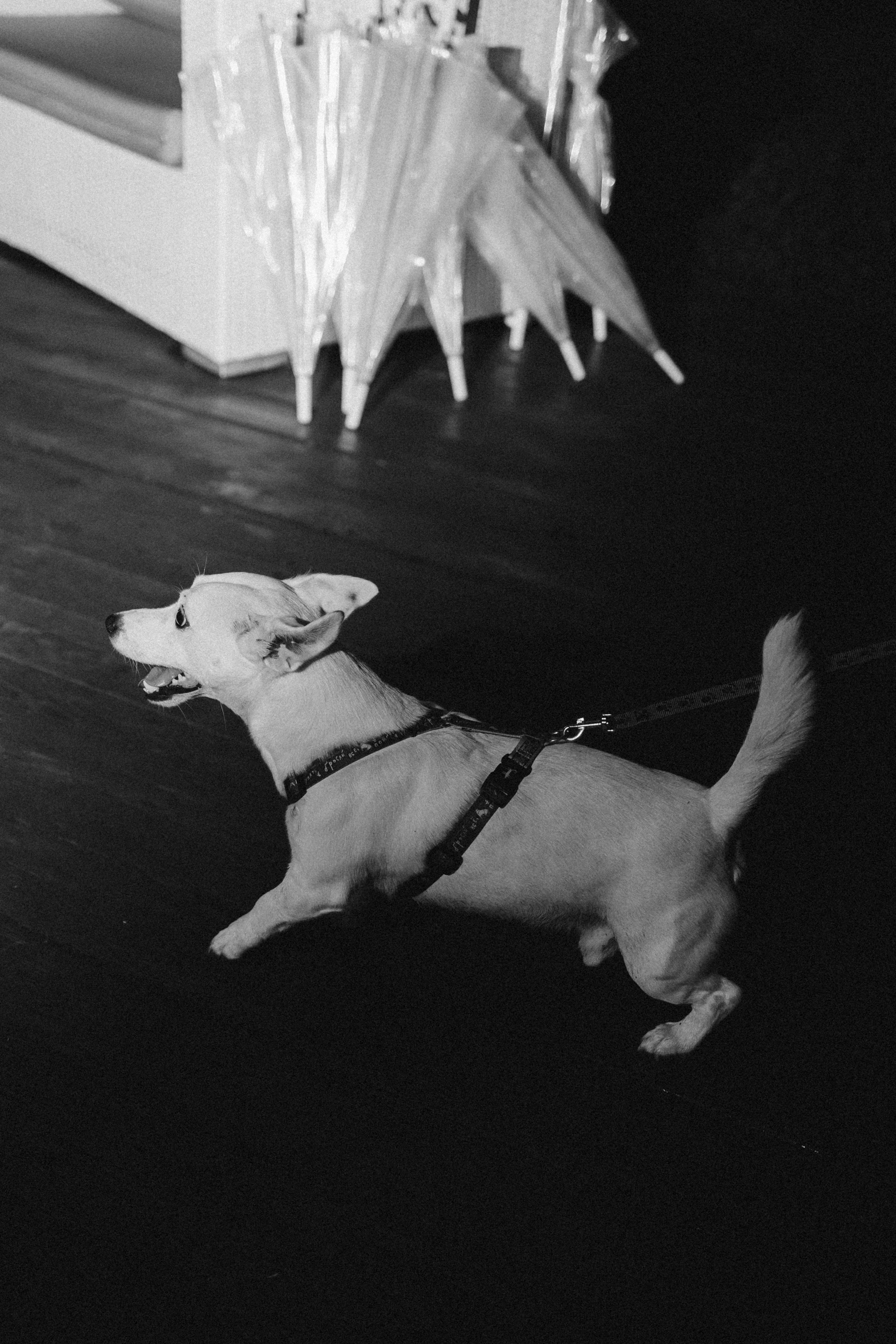 Аня и Сева. Эстетичный свадебный репортаж в любом городе страны