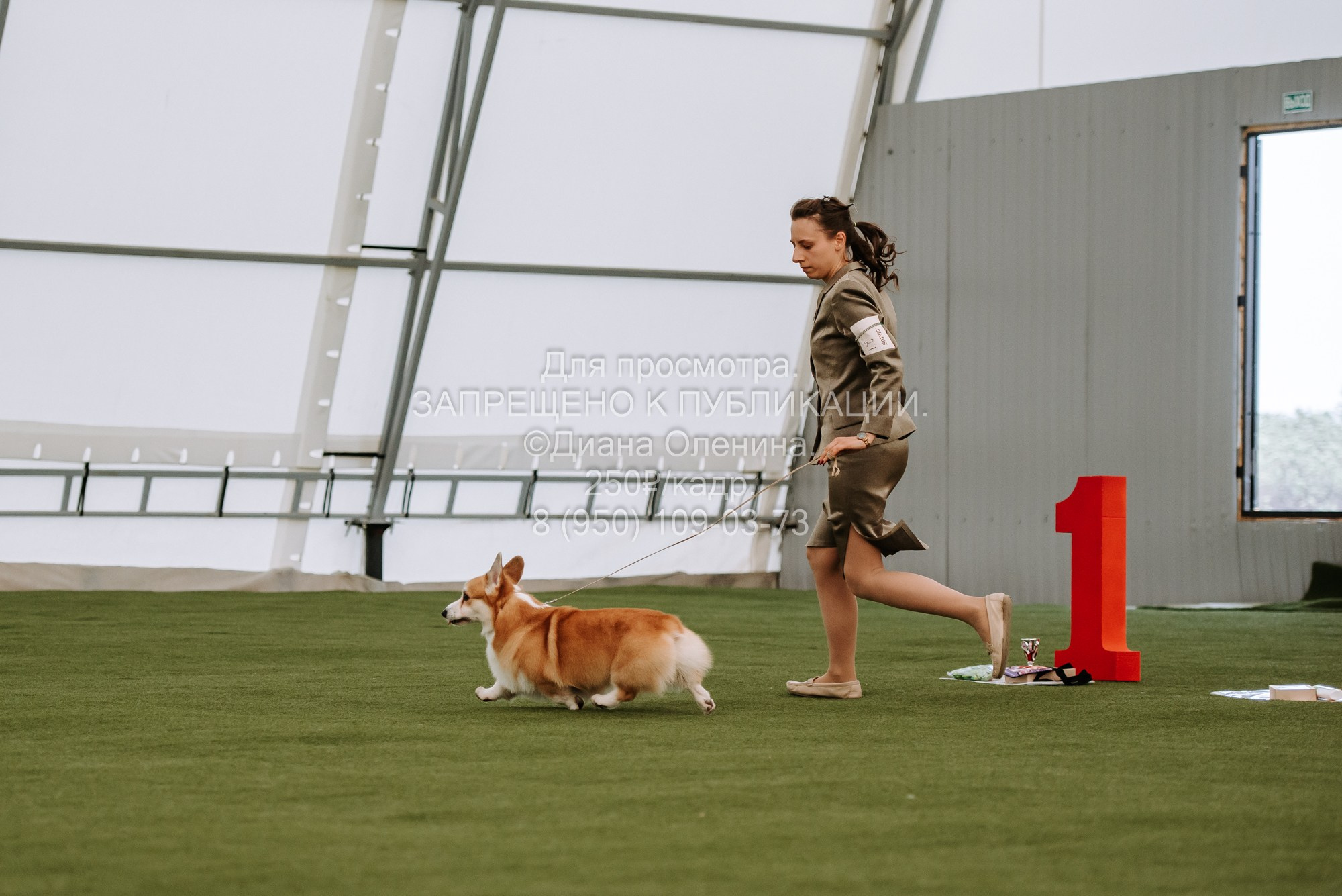 Выставка собак Красноярск 2.06. Фотограф Диана Оленина Красноярск / Братск
