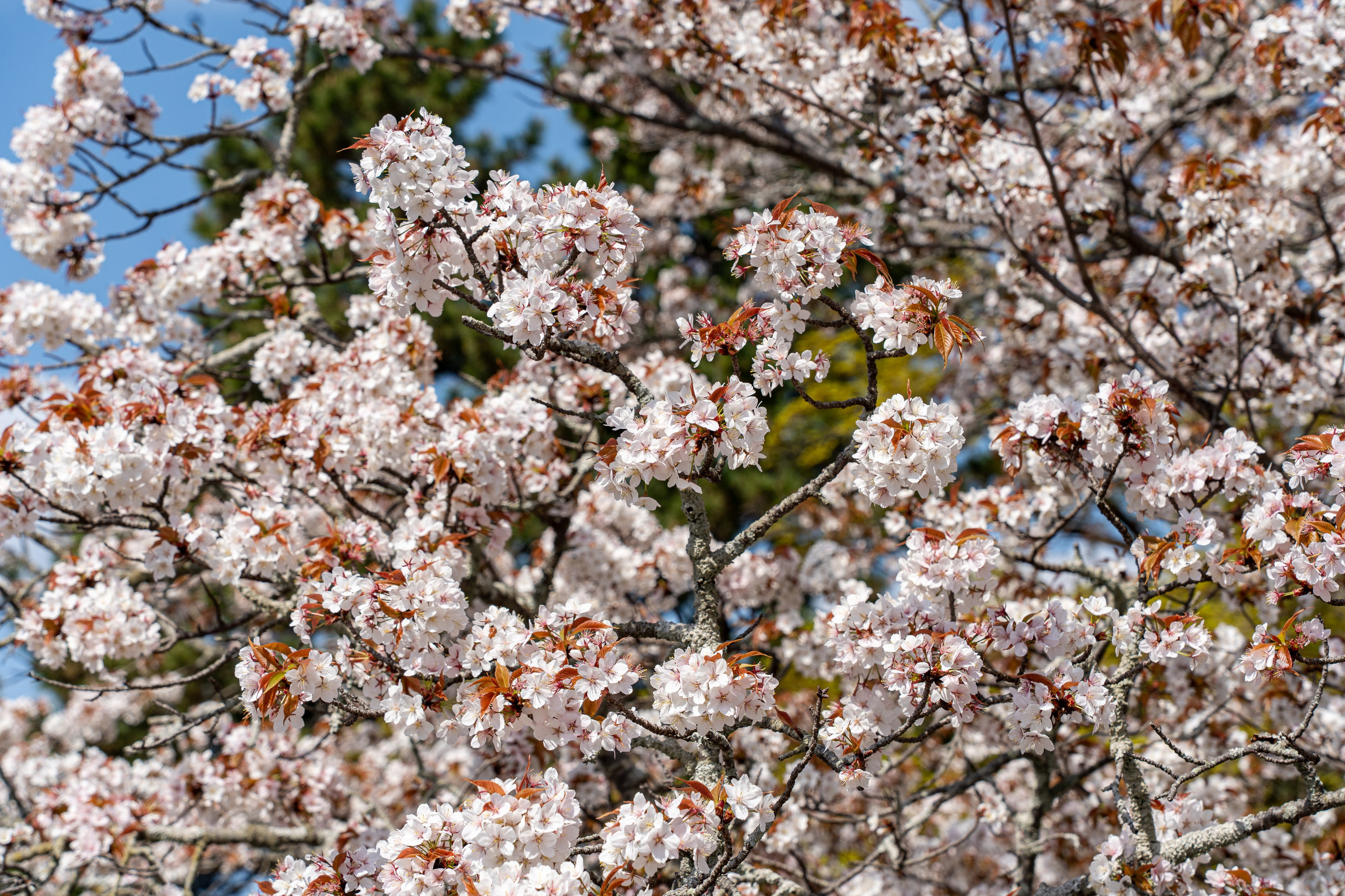 Япония, сакура. Творческие сьемки