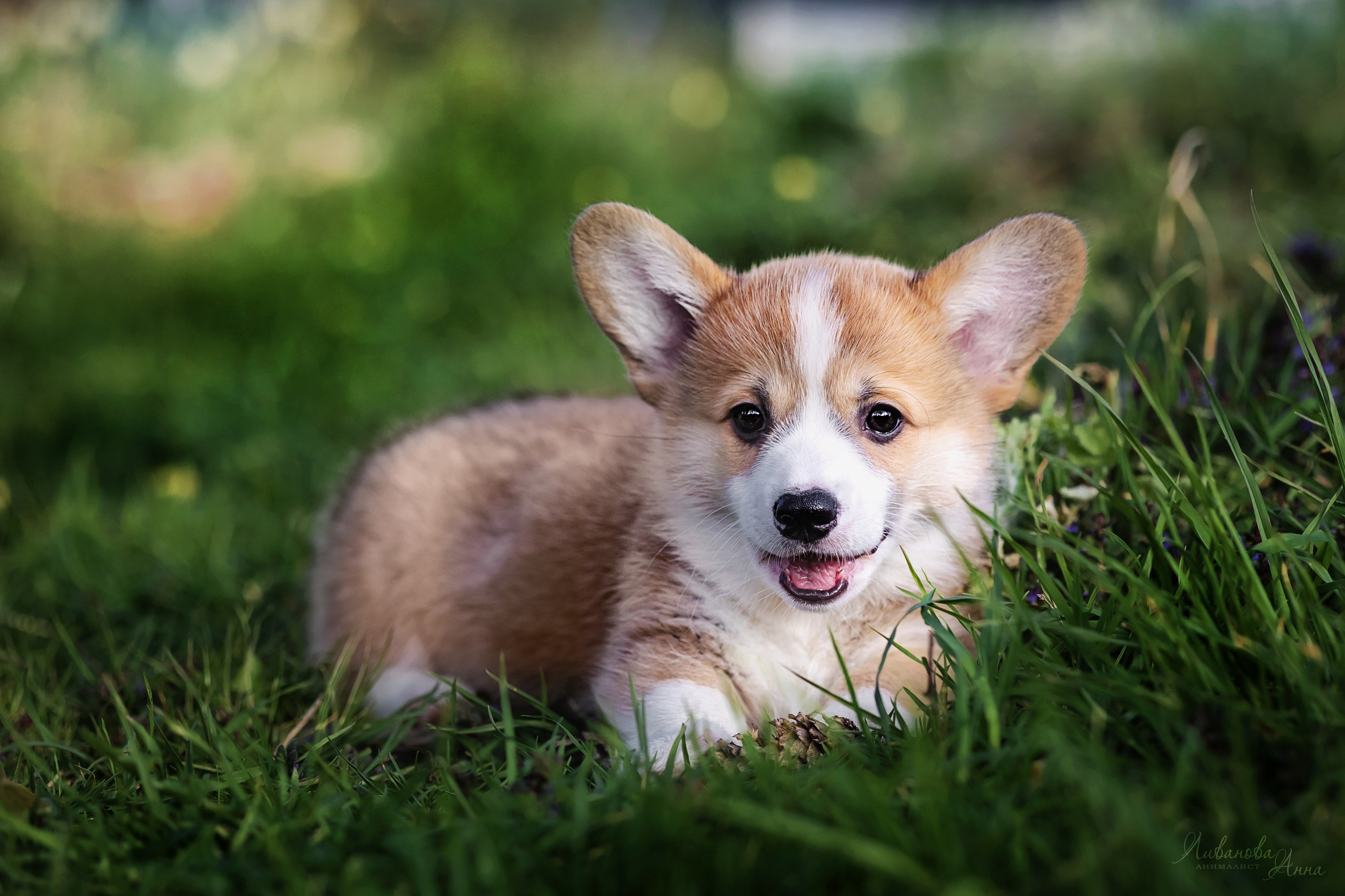 Коржики. Фотограф анималист Аня Ливанова | Рыбинск