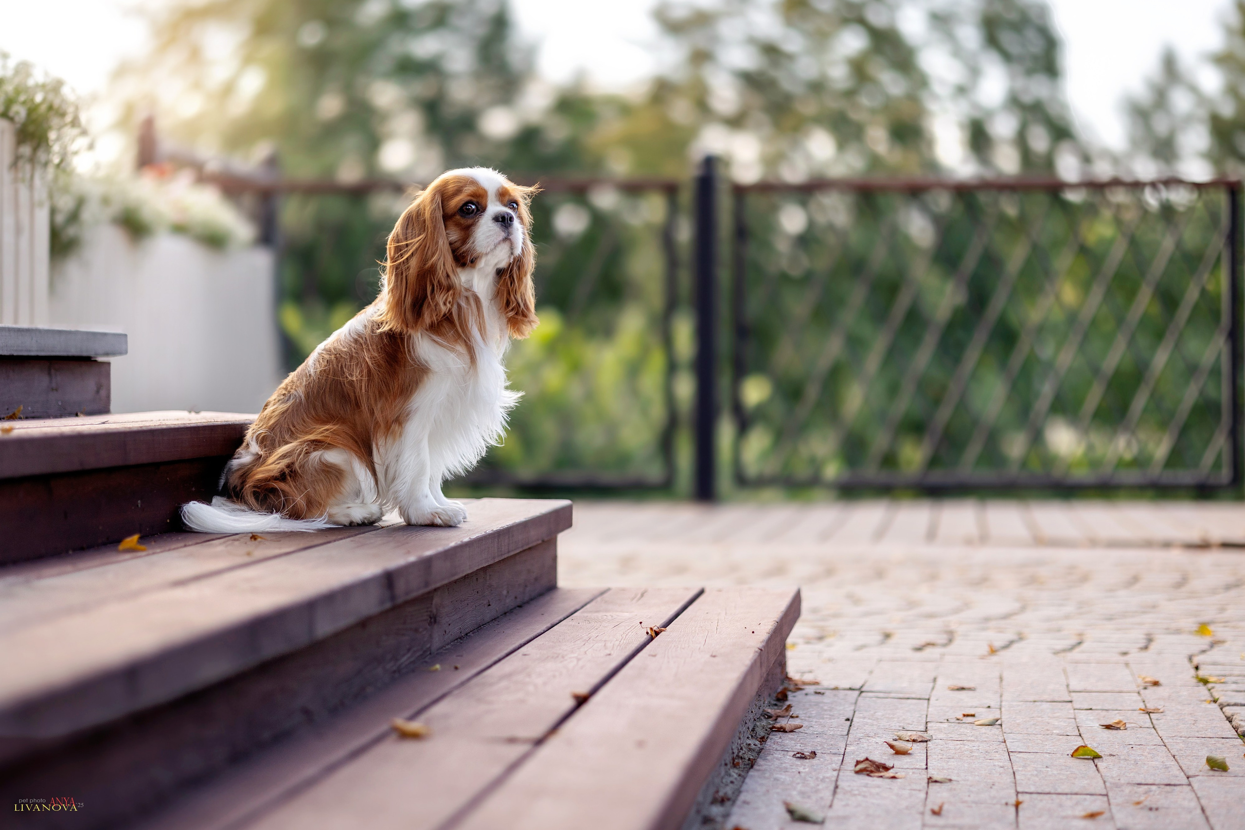 Маруся и Энди. Фотограф анималист Аня Ливанова | Рыбинск