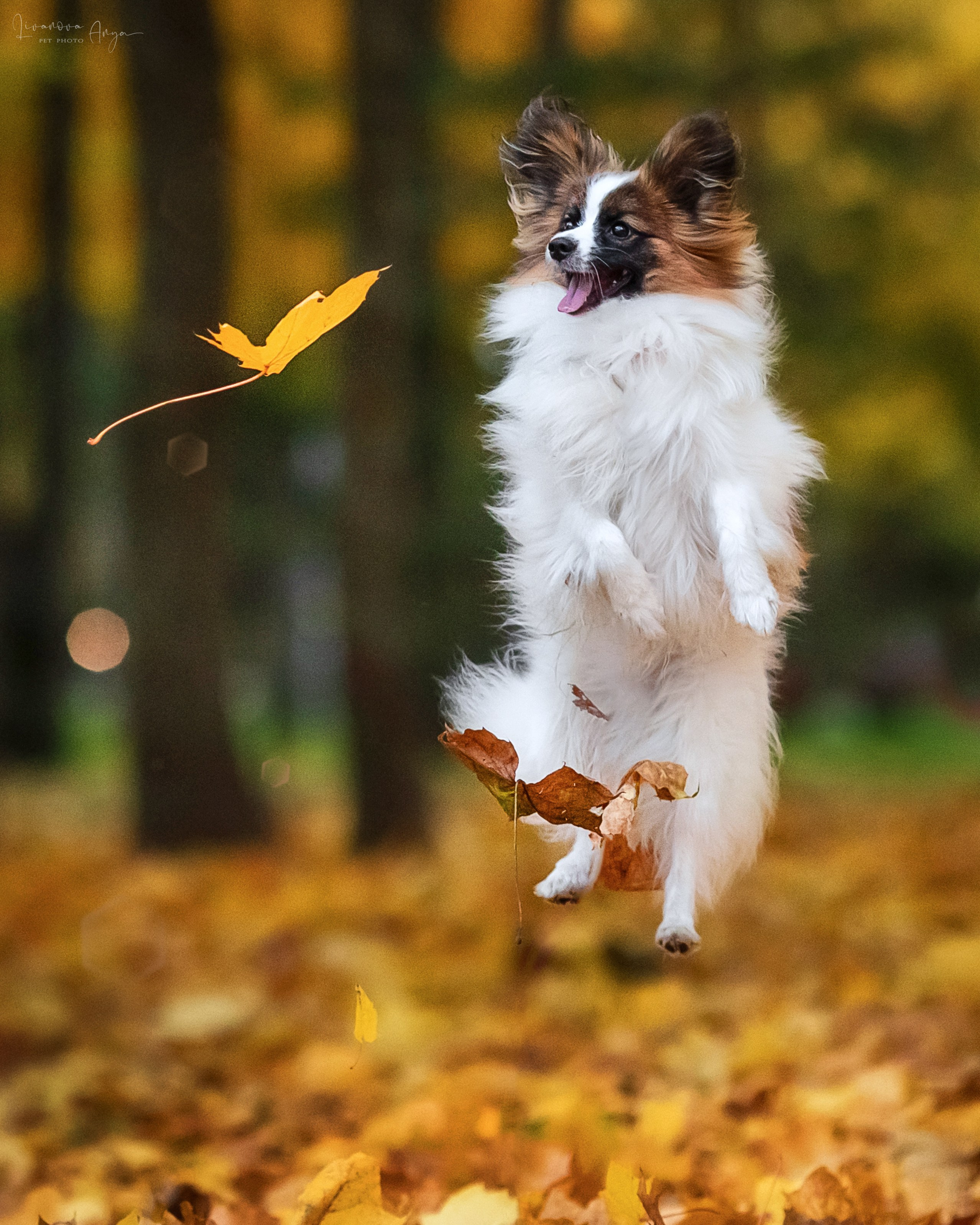 Хьюстон. Фотограф анималист Аня Ливанова | Рыбинск