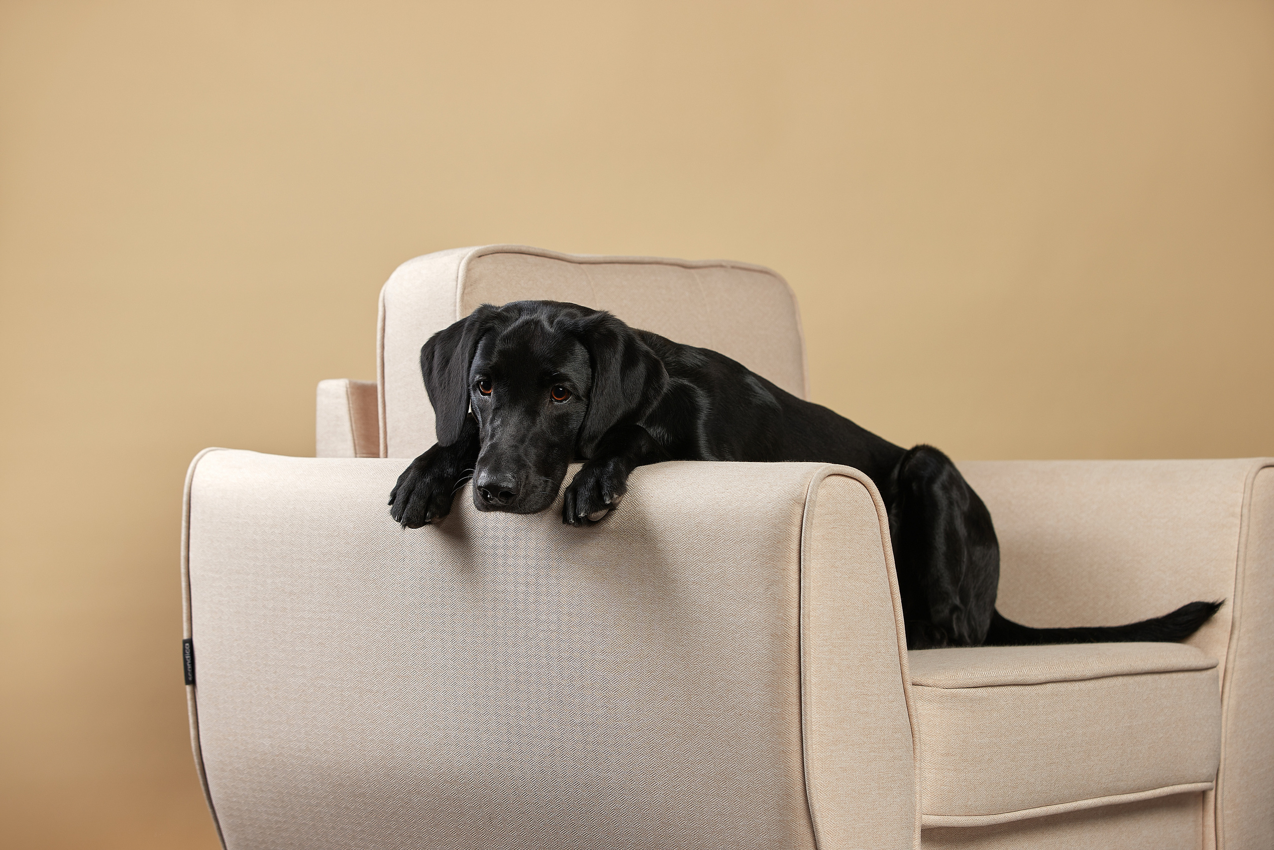 Лабрадор черного цвета