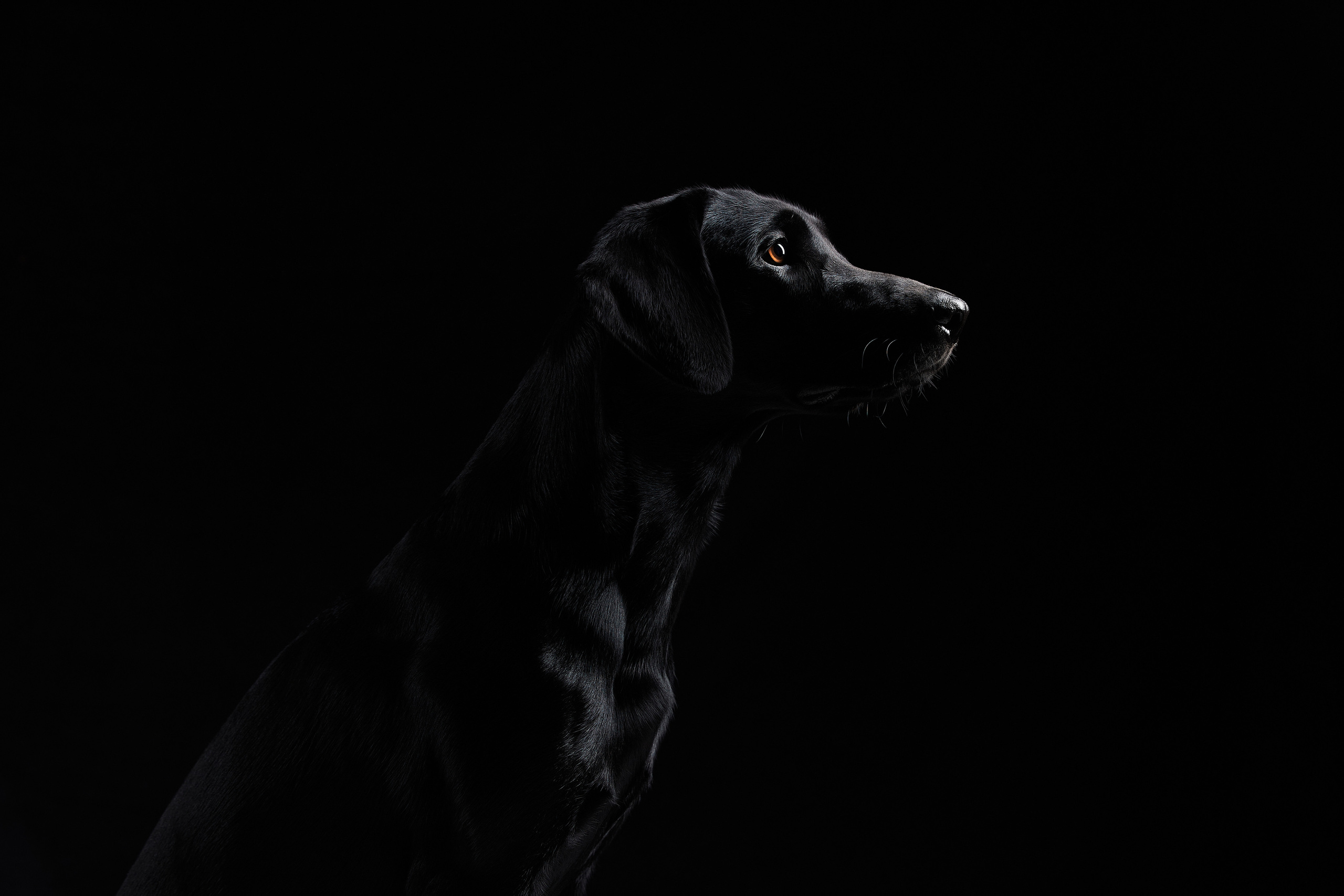 Лабрадор черного цвета