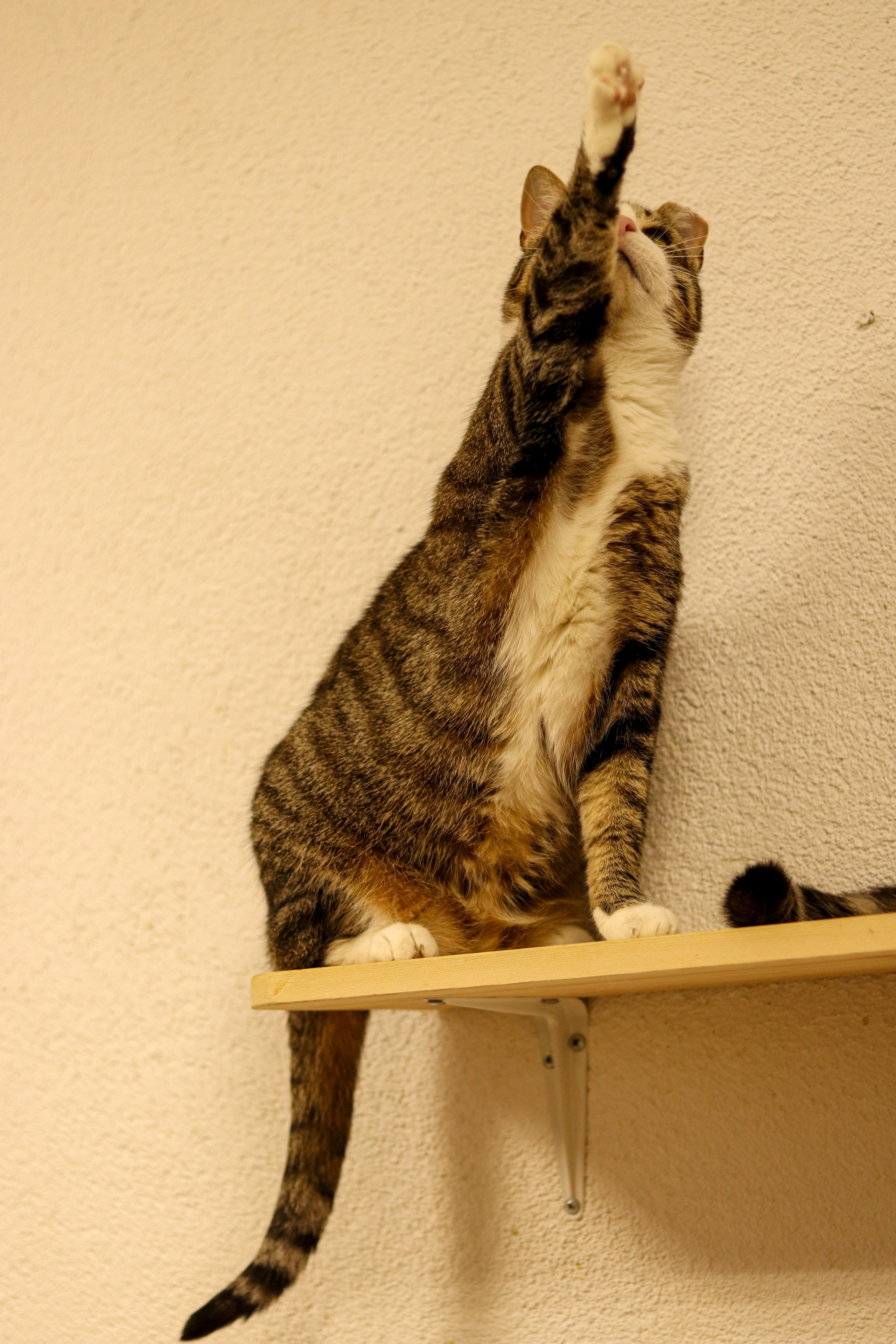 Петербургский дом кота (27 июня 2024). Ивентный фотограф в Санкт-Петербурге Олег Комков