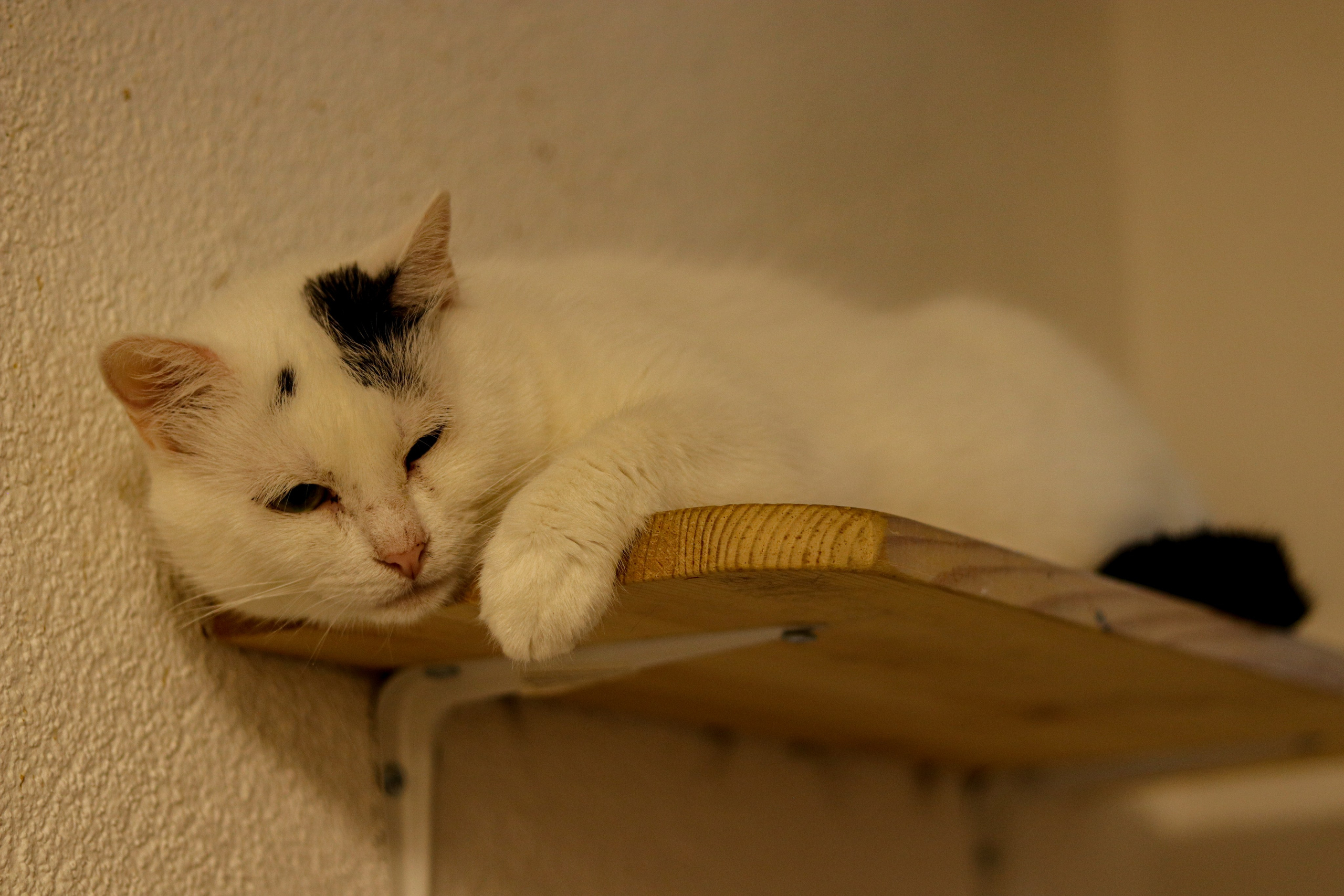 Петербургский дом кота (27 июня 2024). Ивентный фотограф в Санкт-Петербурге Олег Комков