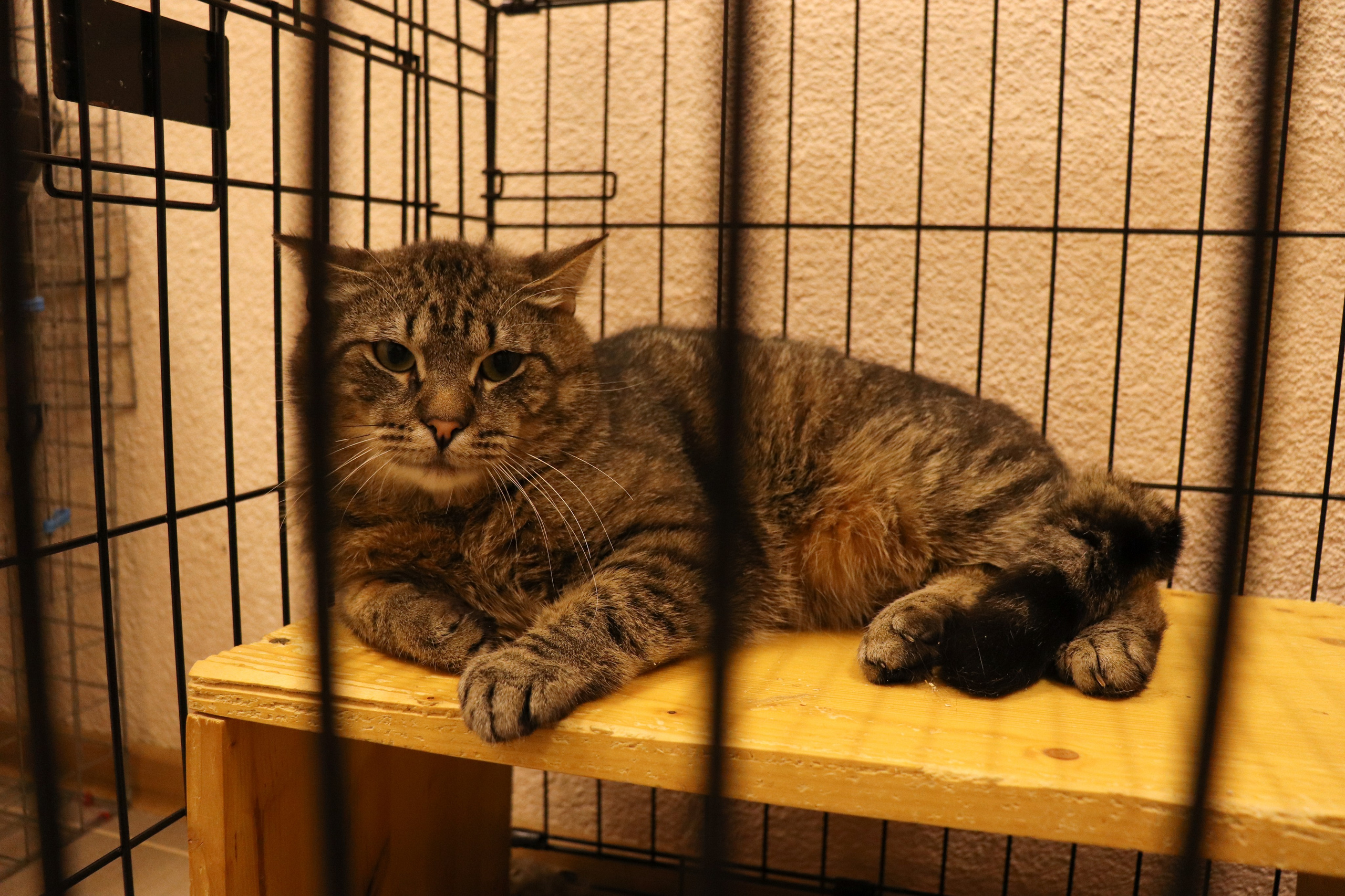 Петербургский дом кота (27 июня 2024). Ивентный фотограф в Санкт-Петербурге Олег Комков