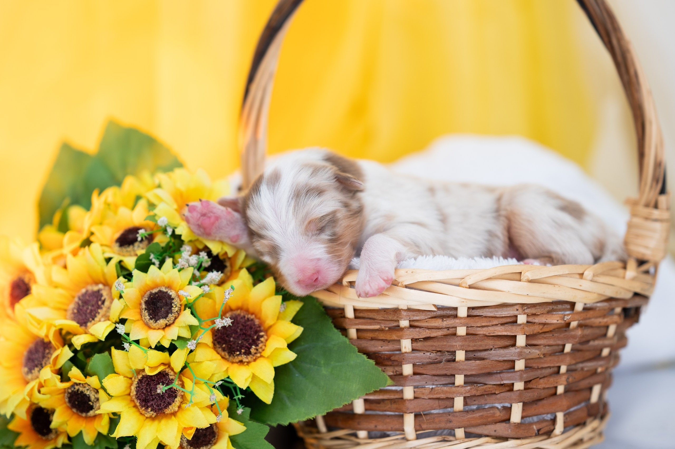 Заводчик Влада Эльман. Творческий фотограф Вологда