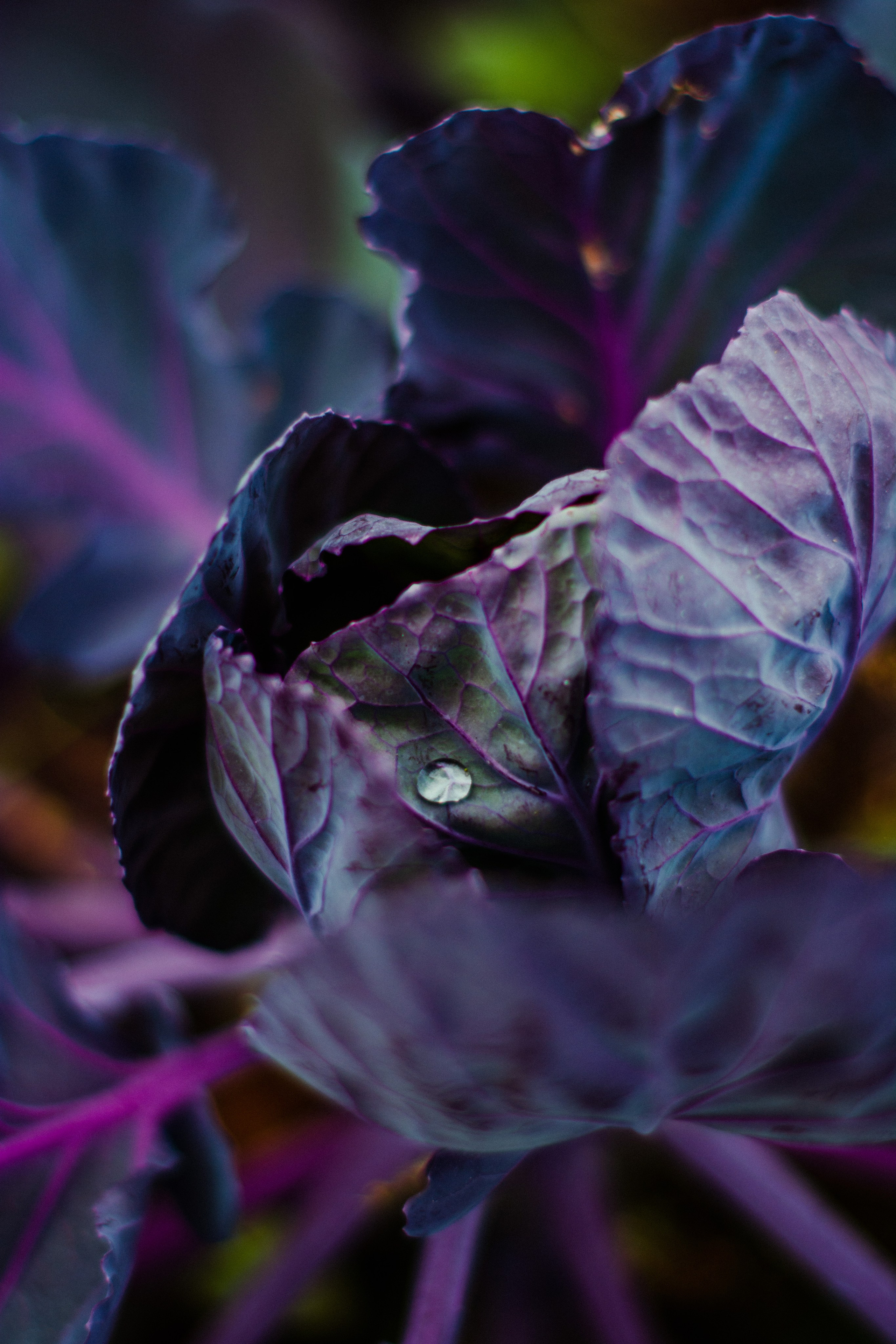 Flowers. Фотографирую искусство в Хабаровске