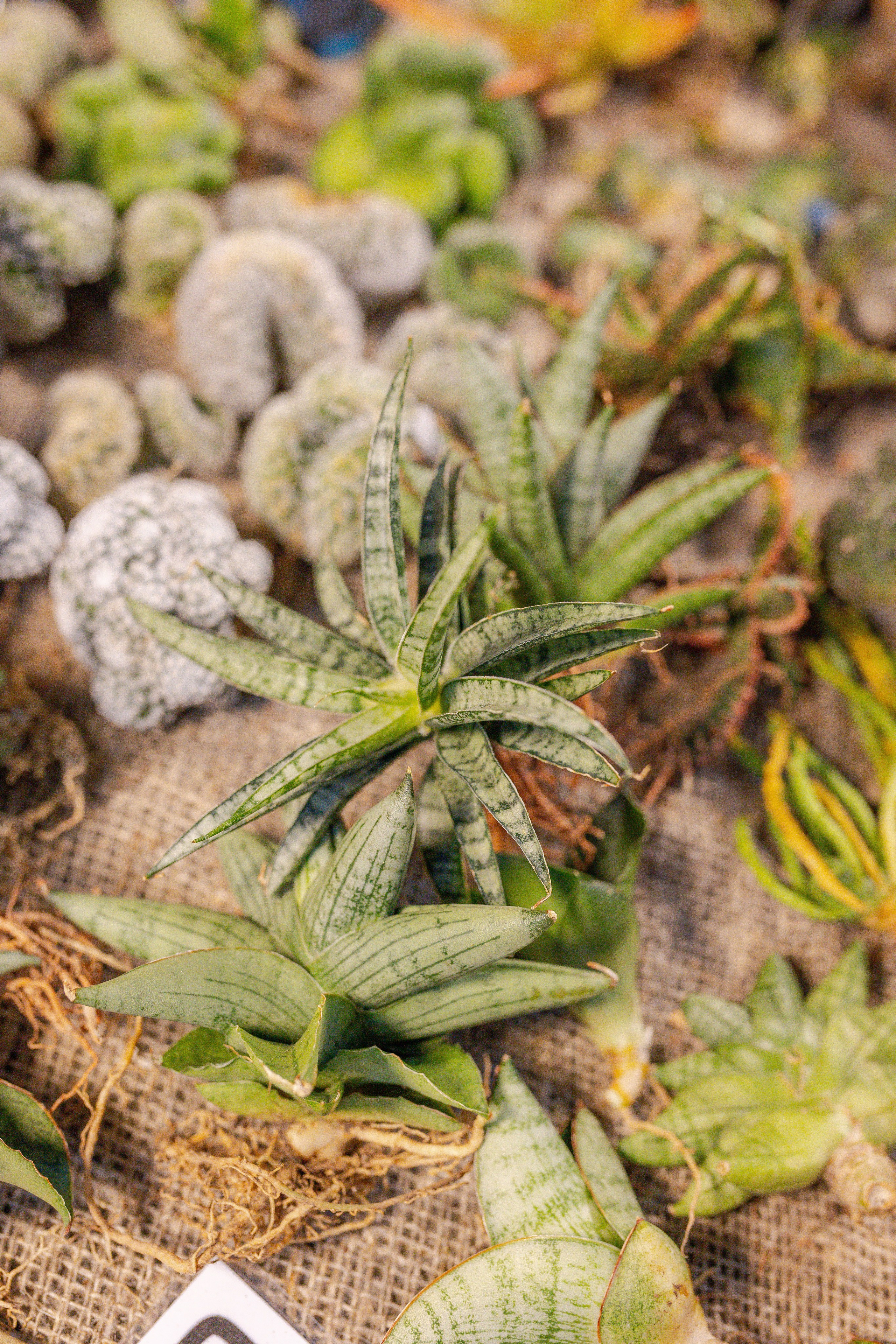 Орхидиум 12.2025. Александра Куликова фотограф, Москва