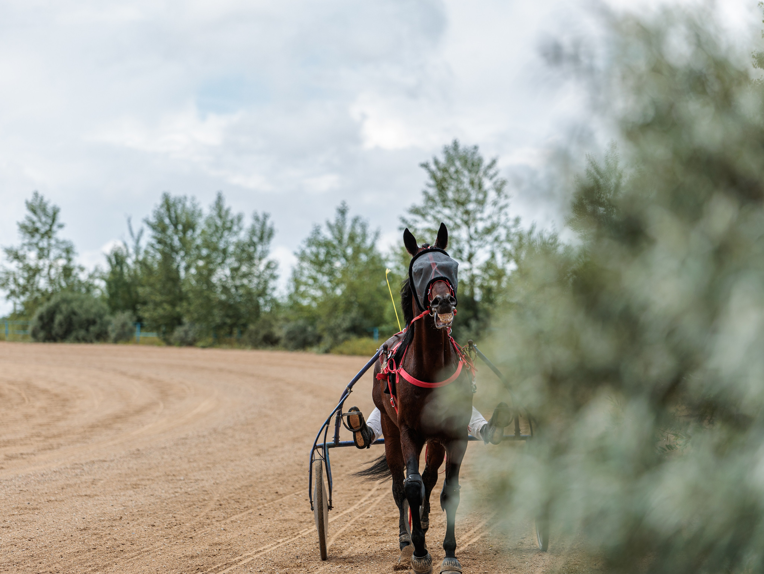 2025. Конный фотограф в Красноярске — Любовь Похабова