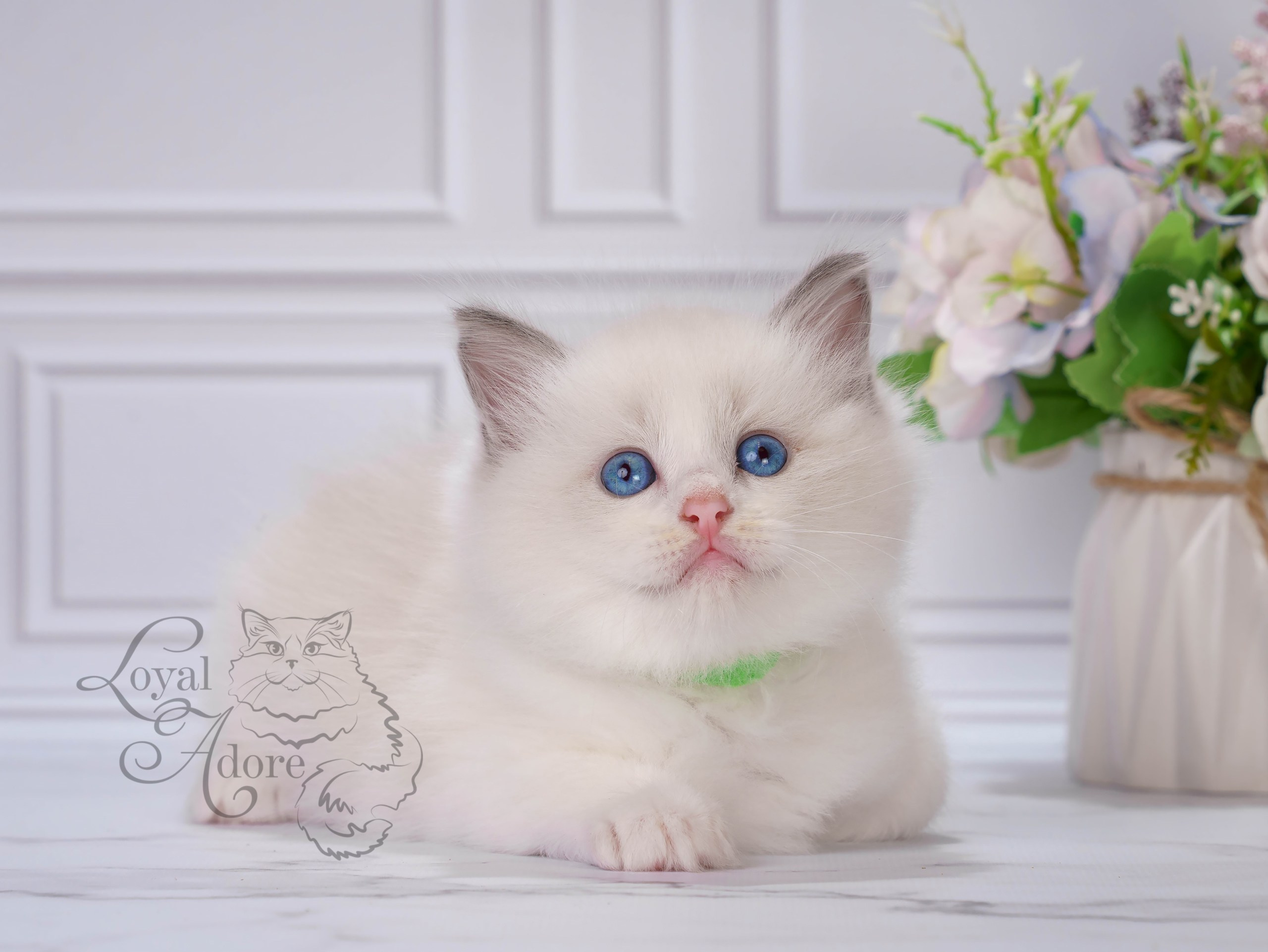 Котята рэгдолл от Loyal Adore. Питомник рэгдолл Loyal Adore