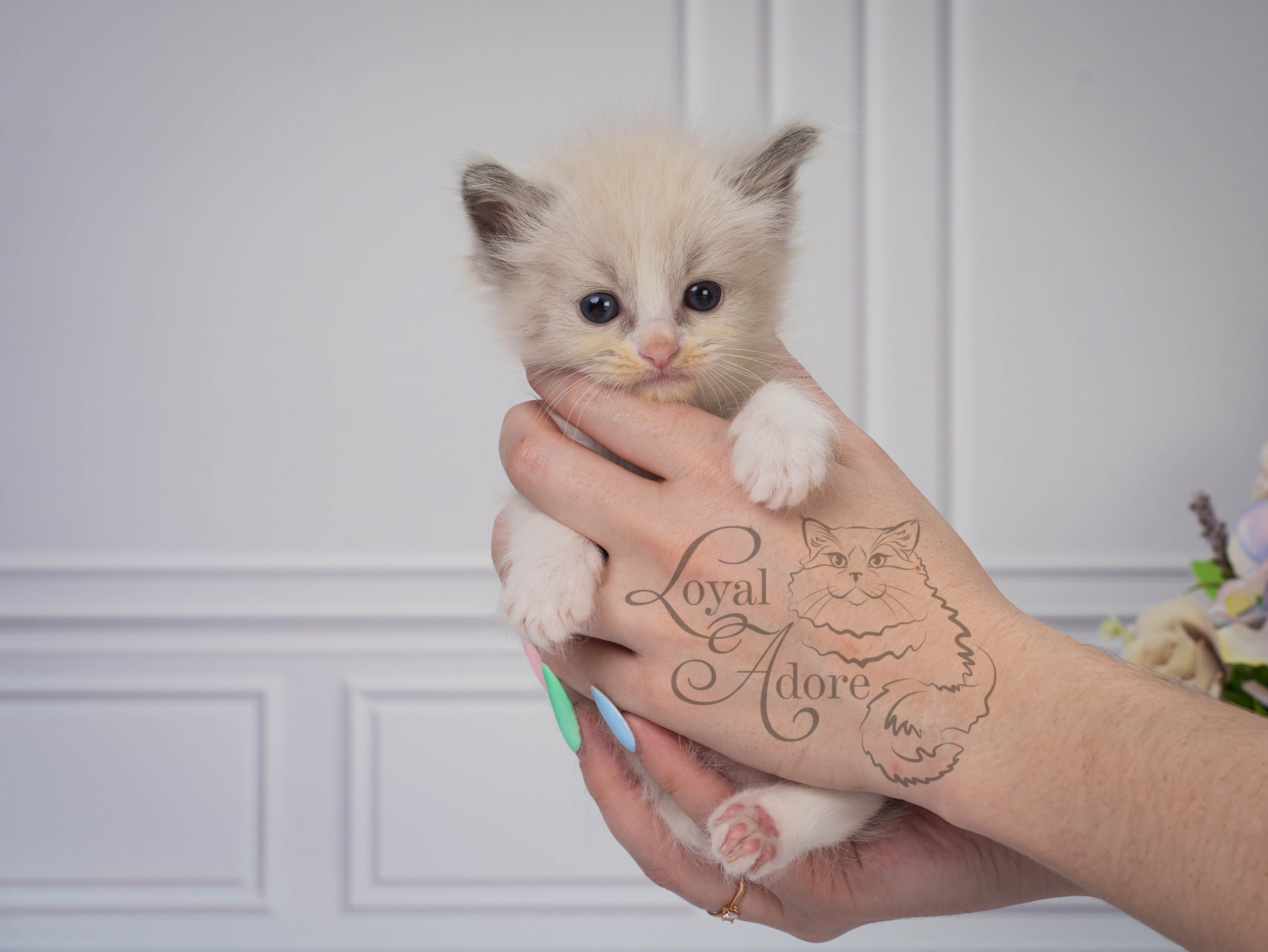 Все свободные котята. Питомник рэгдолл Loyal Adore