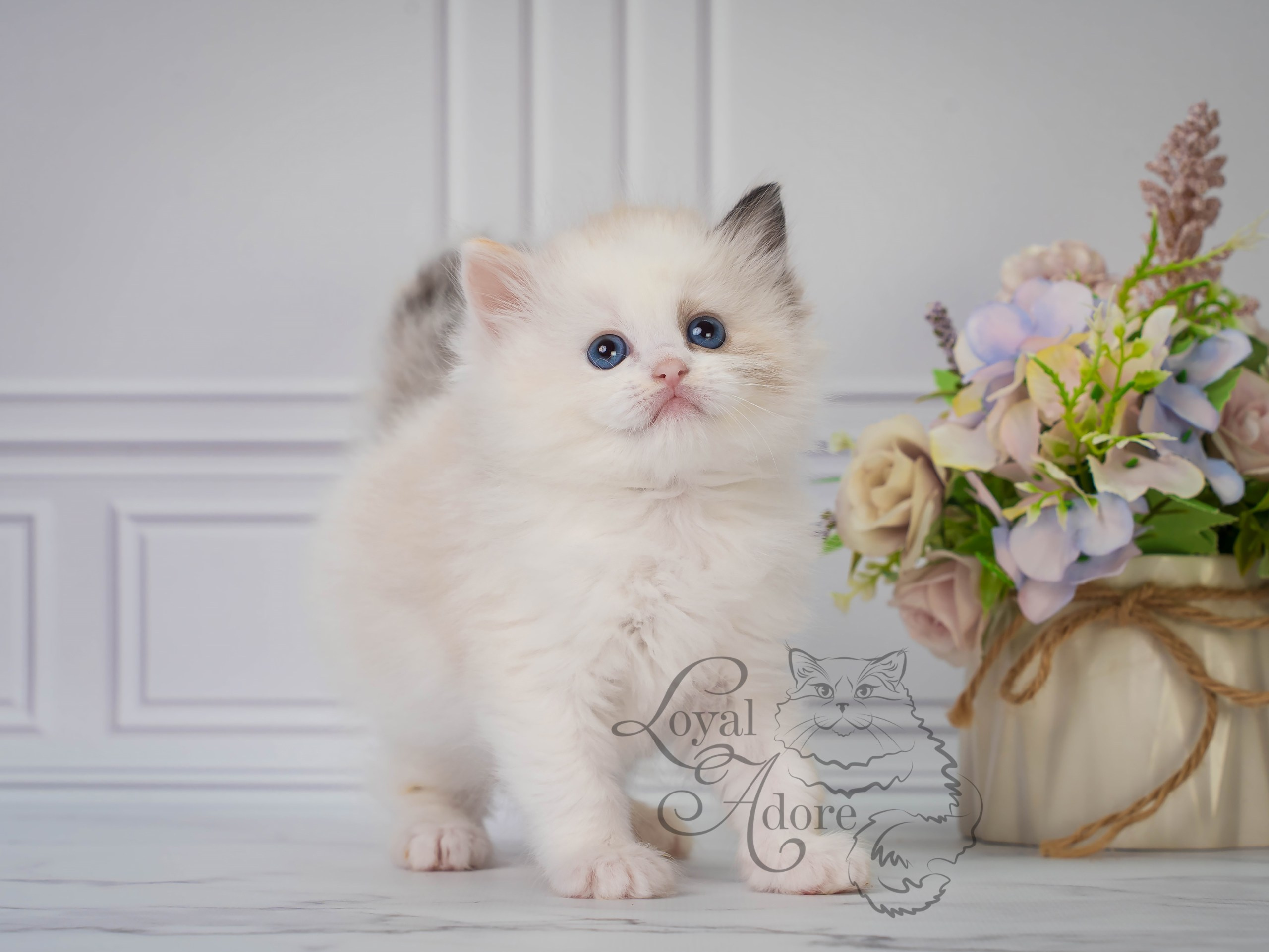 Котята рэгдолл от Loyal Adore. Питомник рэгдолл Loyal Adore