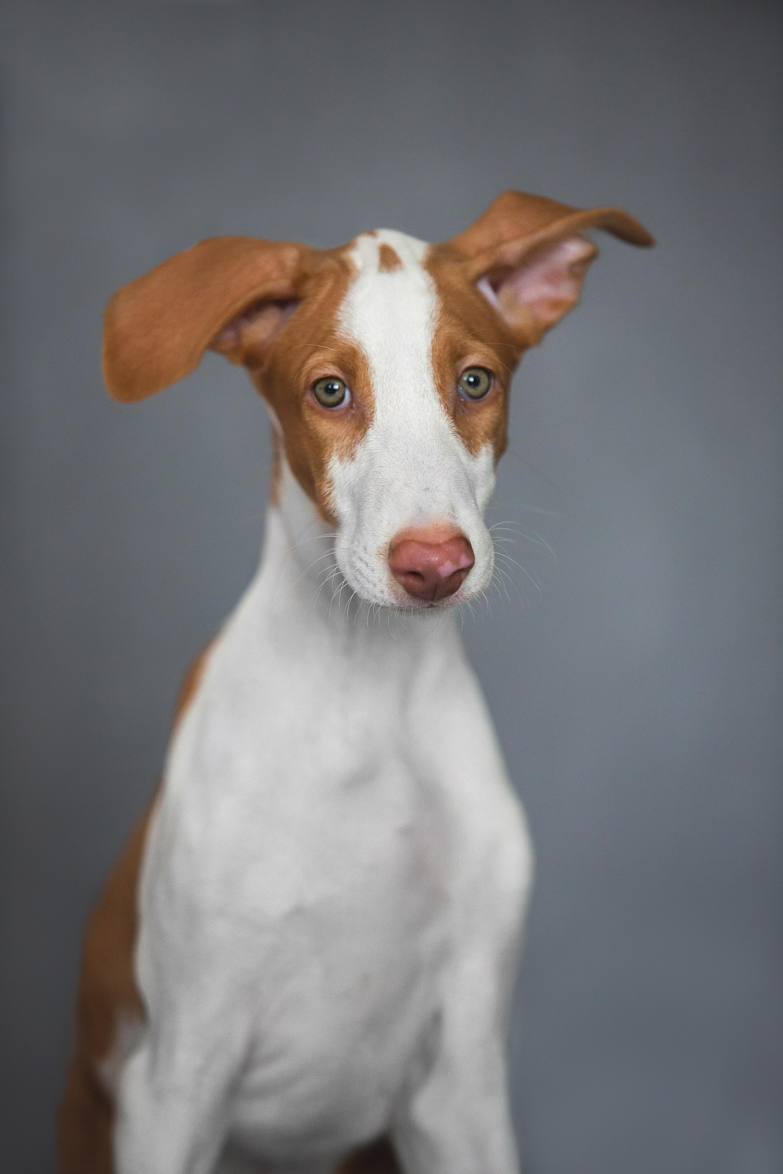 Поденко Ибиценко. Https://moshkovaphoto.ru/