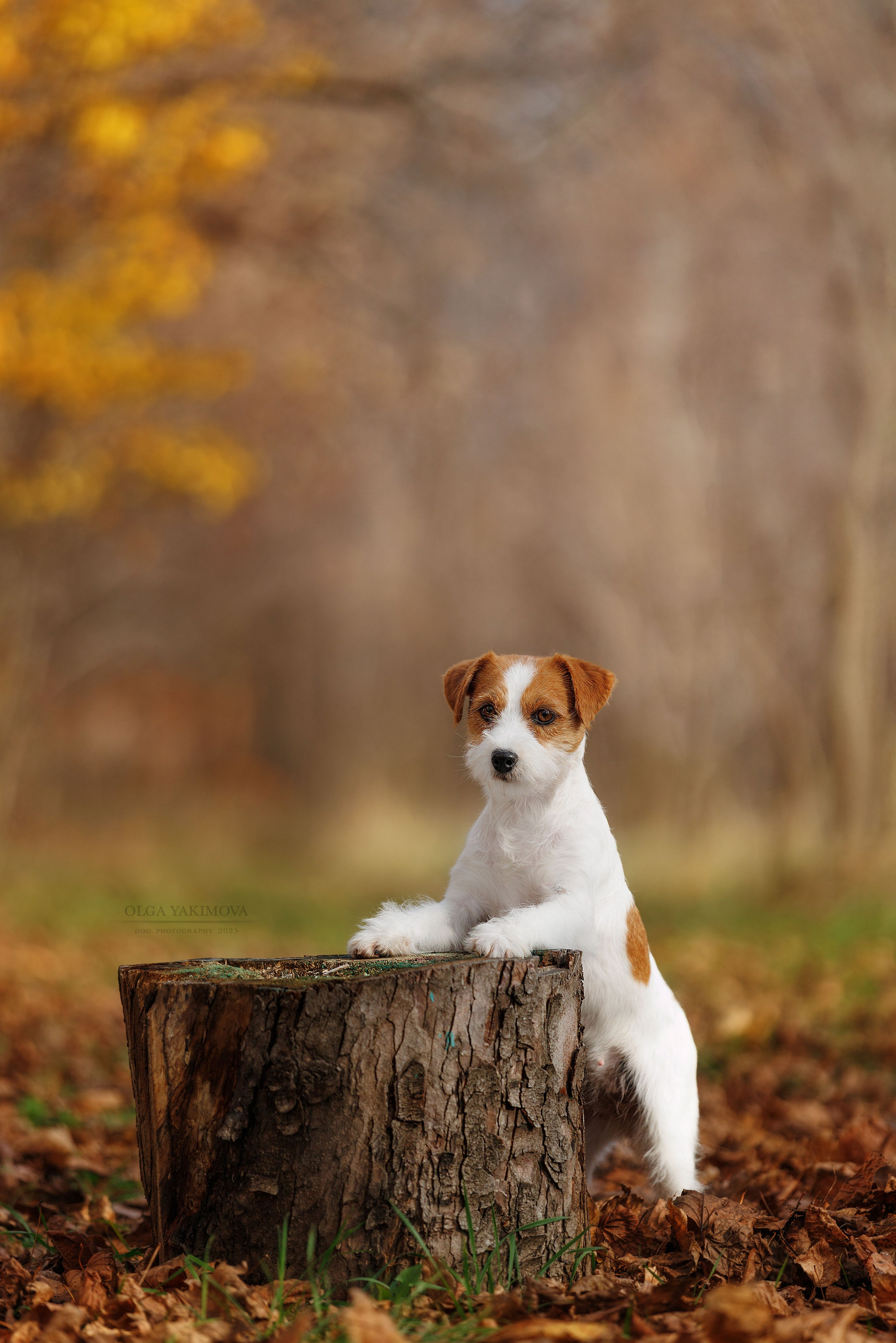 Экстерьер. Фотограф