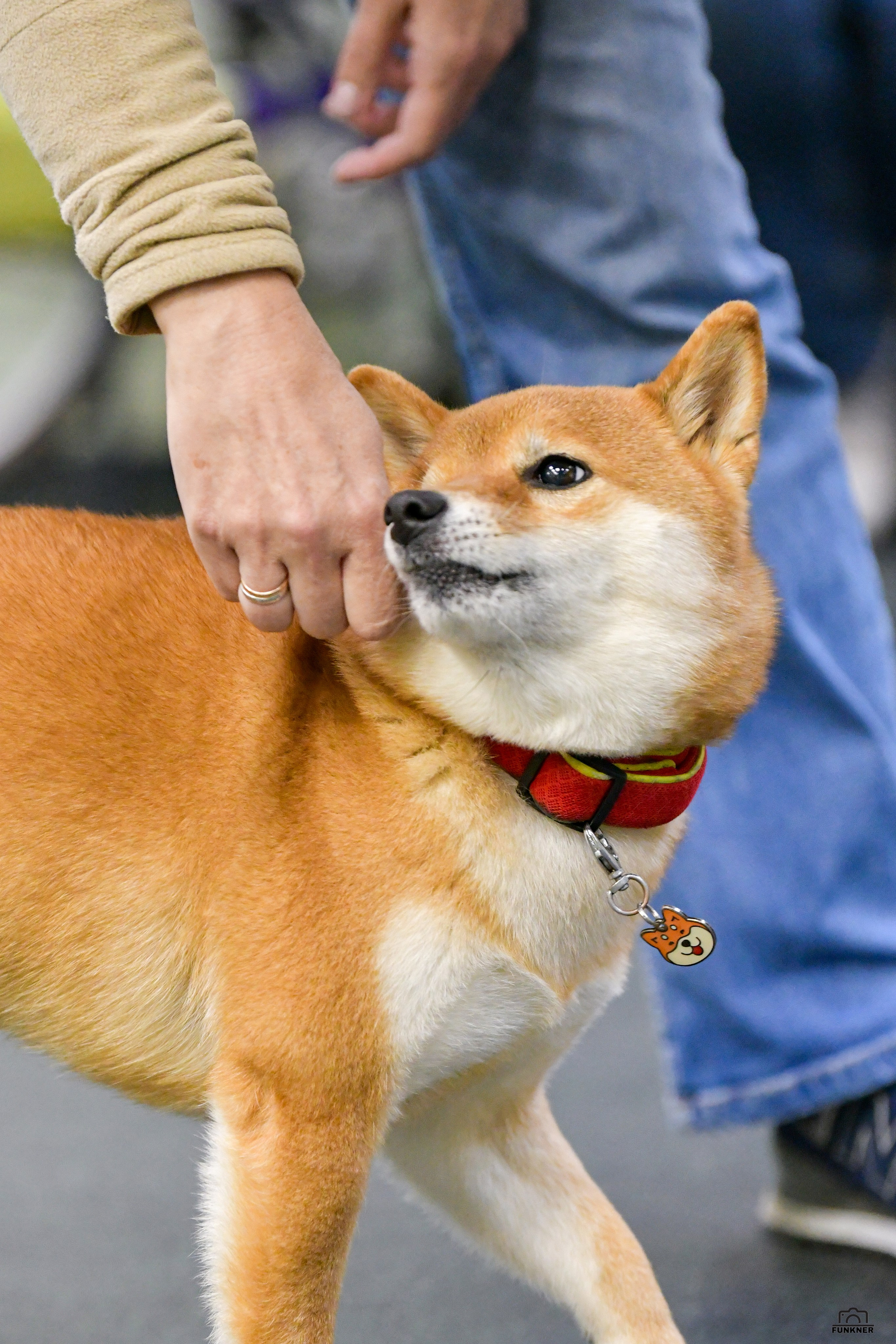 Кинологический клуб «Бодрый хвост». Свой взгляд через объектив