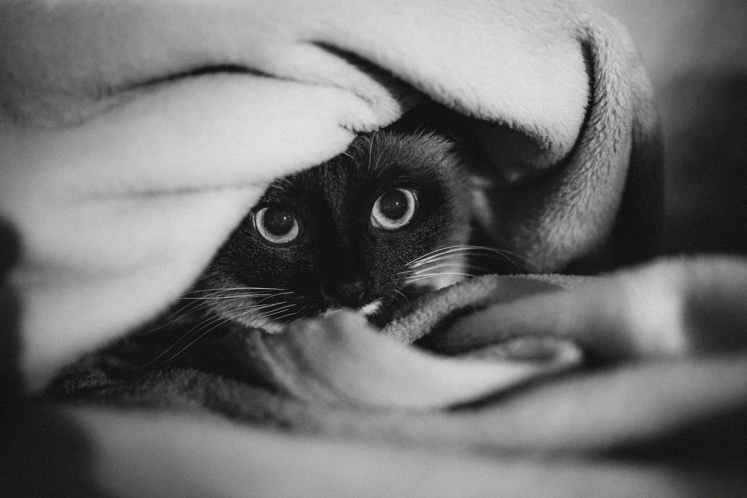 Наташа, Маруся и Зефир