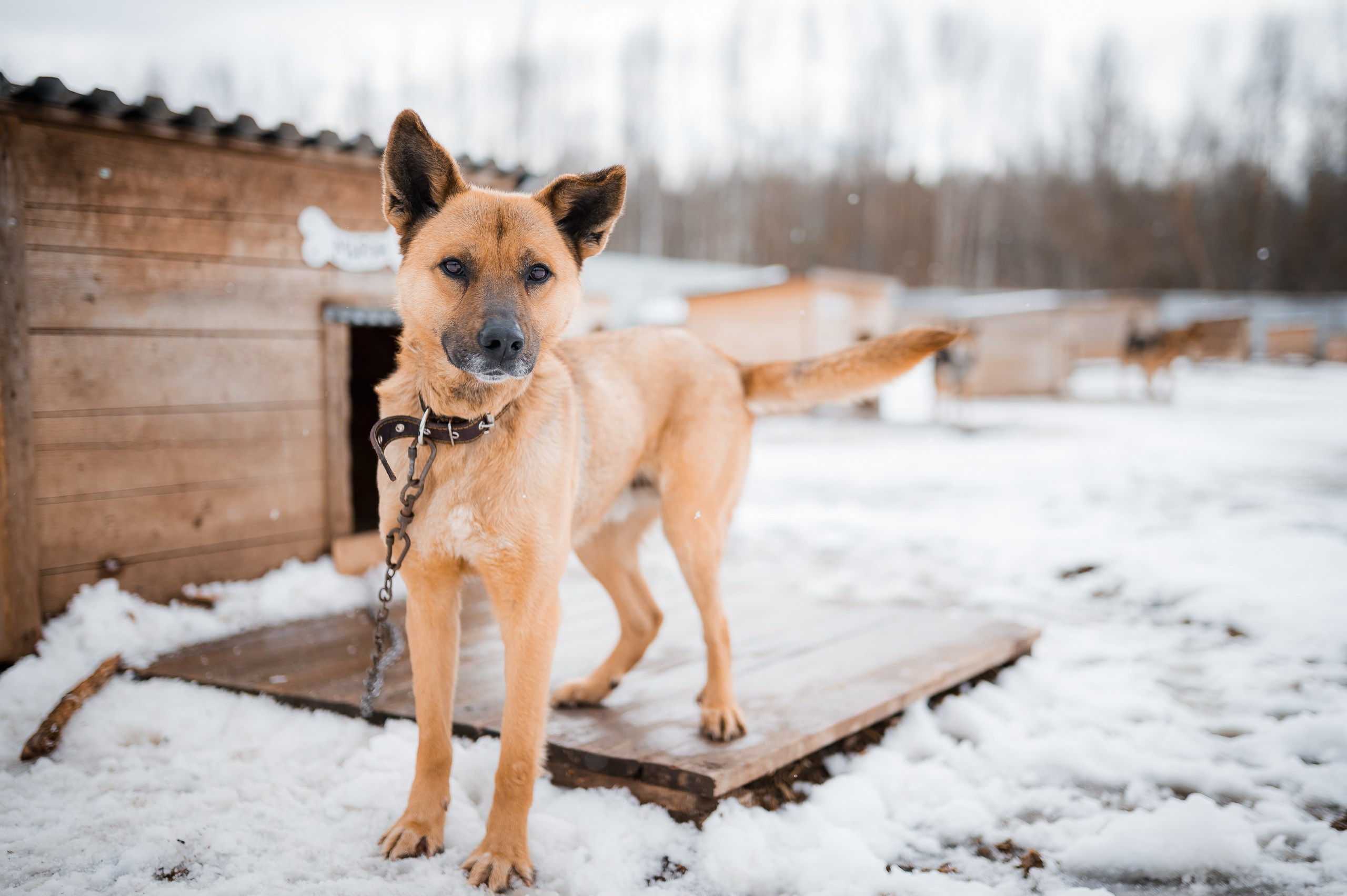 Улыбка собаки — спасение и пристройство бездомных собак