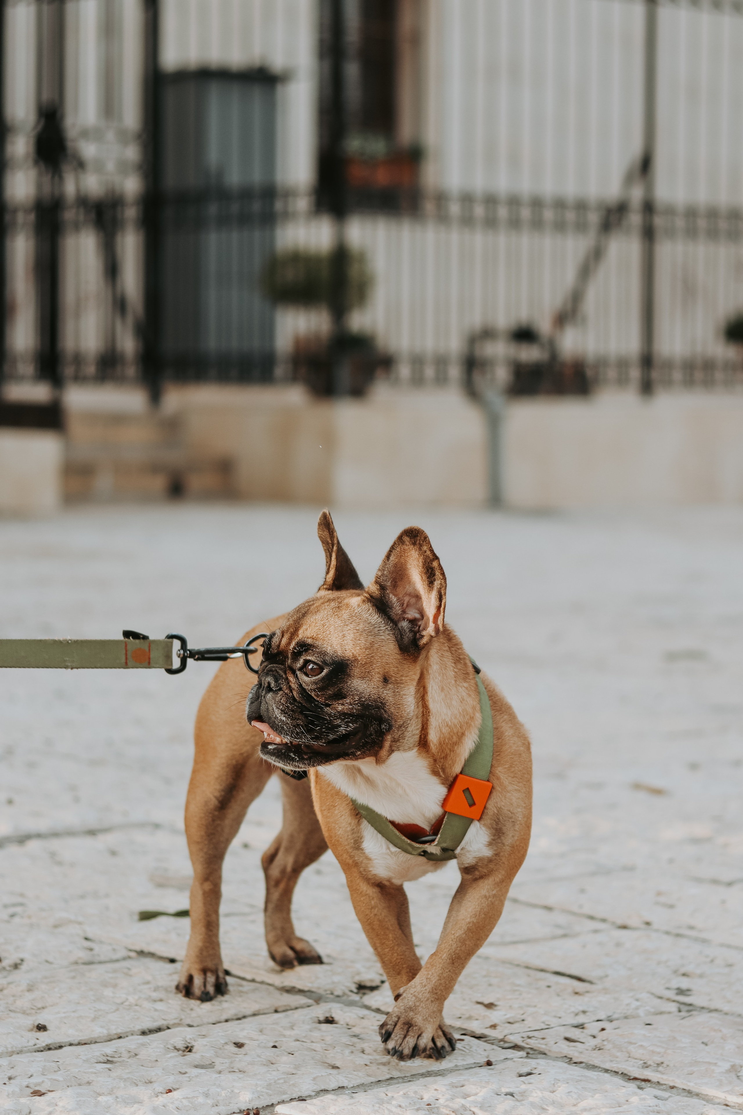 Charity walk in Jaffa, Tel Aviv 2023. Photographer in Israel Alice Milchin