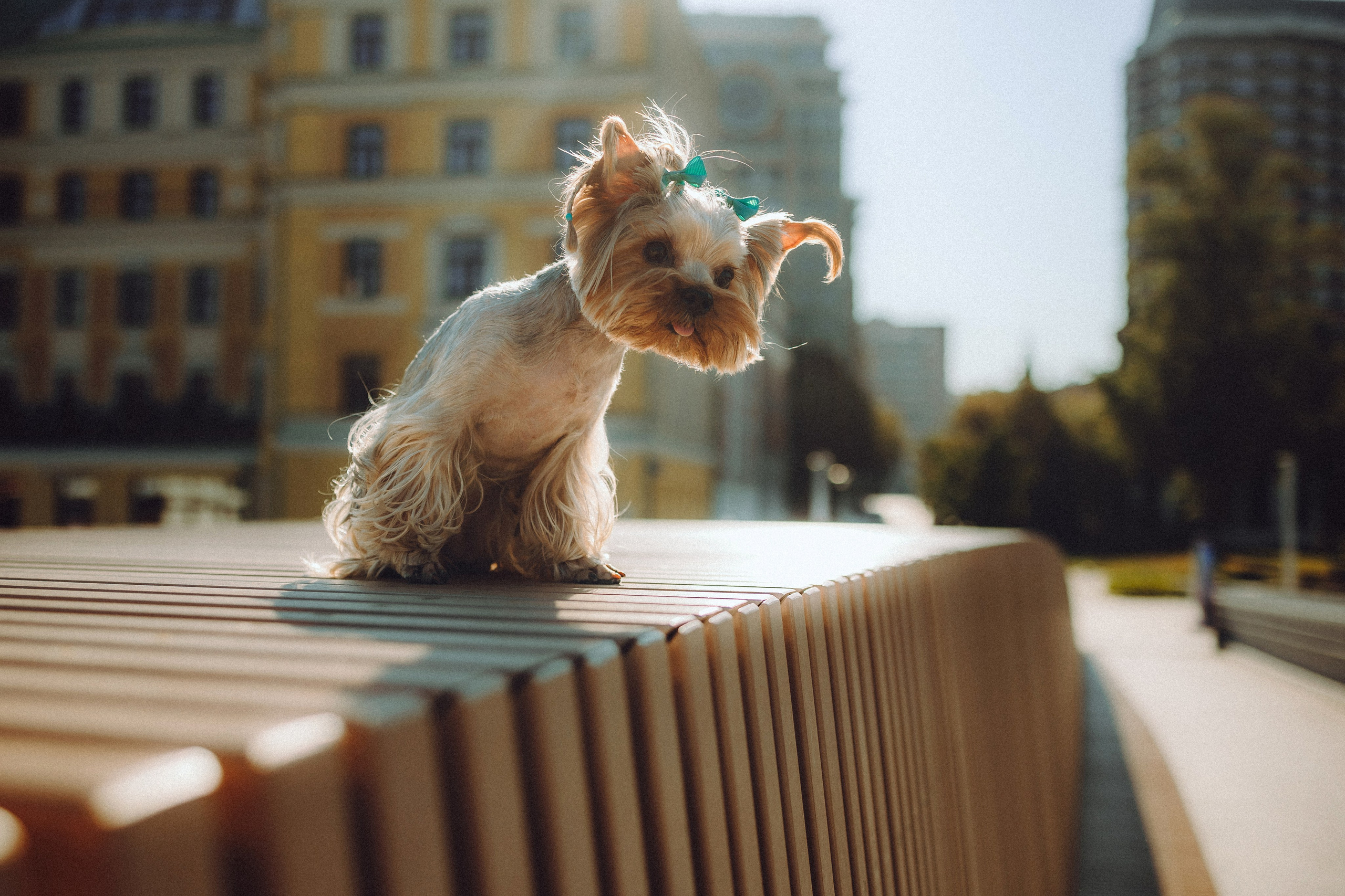 Дженни, Оливия и их семья